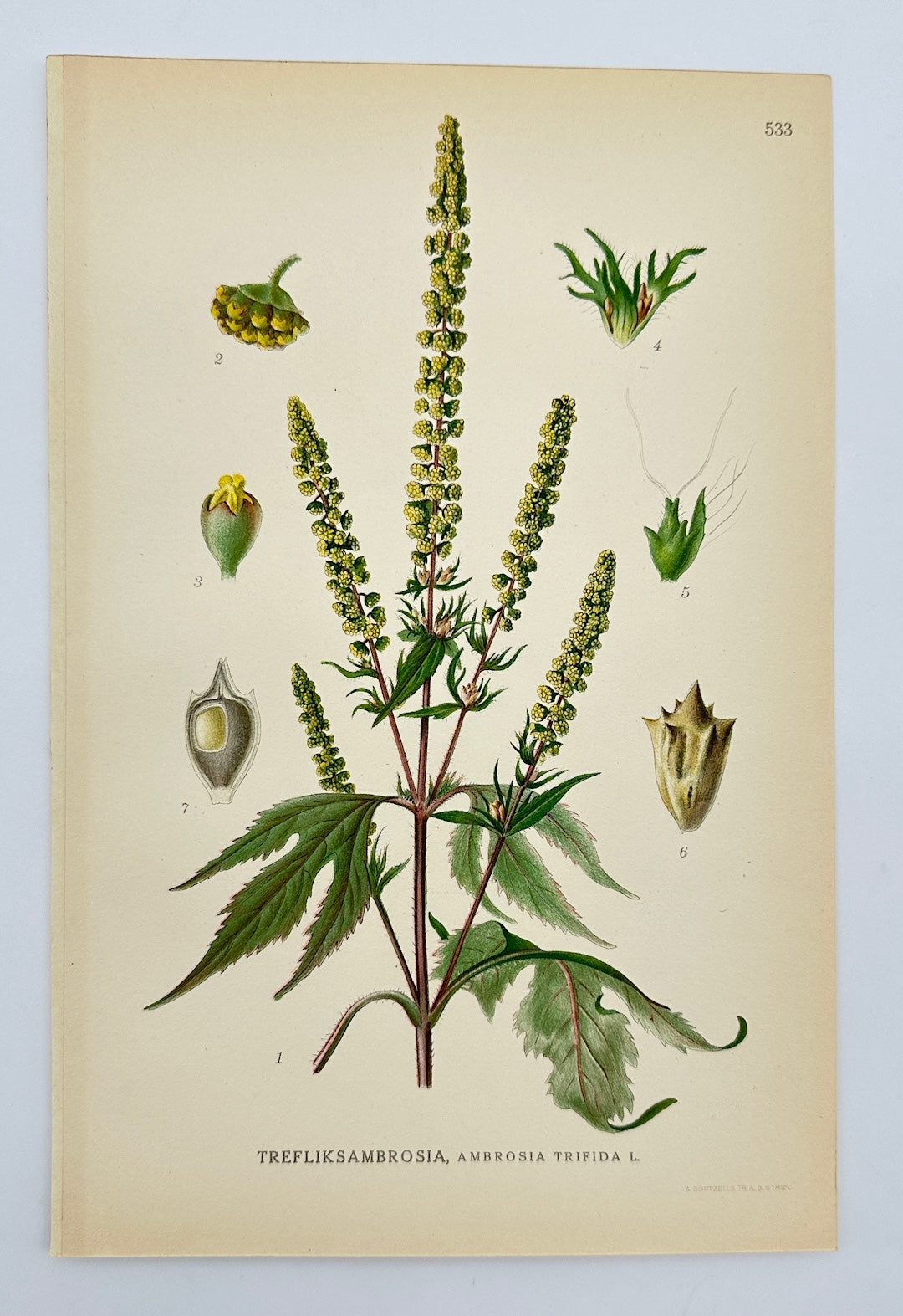 Antique Botanical Print - Carl Lindman - Giant Ragweed - Ambrosia Trifida - F4