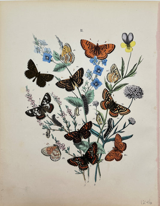 Antique Butterfly Print - Kirby F.W. - Butterflies: Tortoiseshells - F5