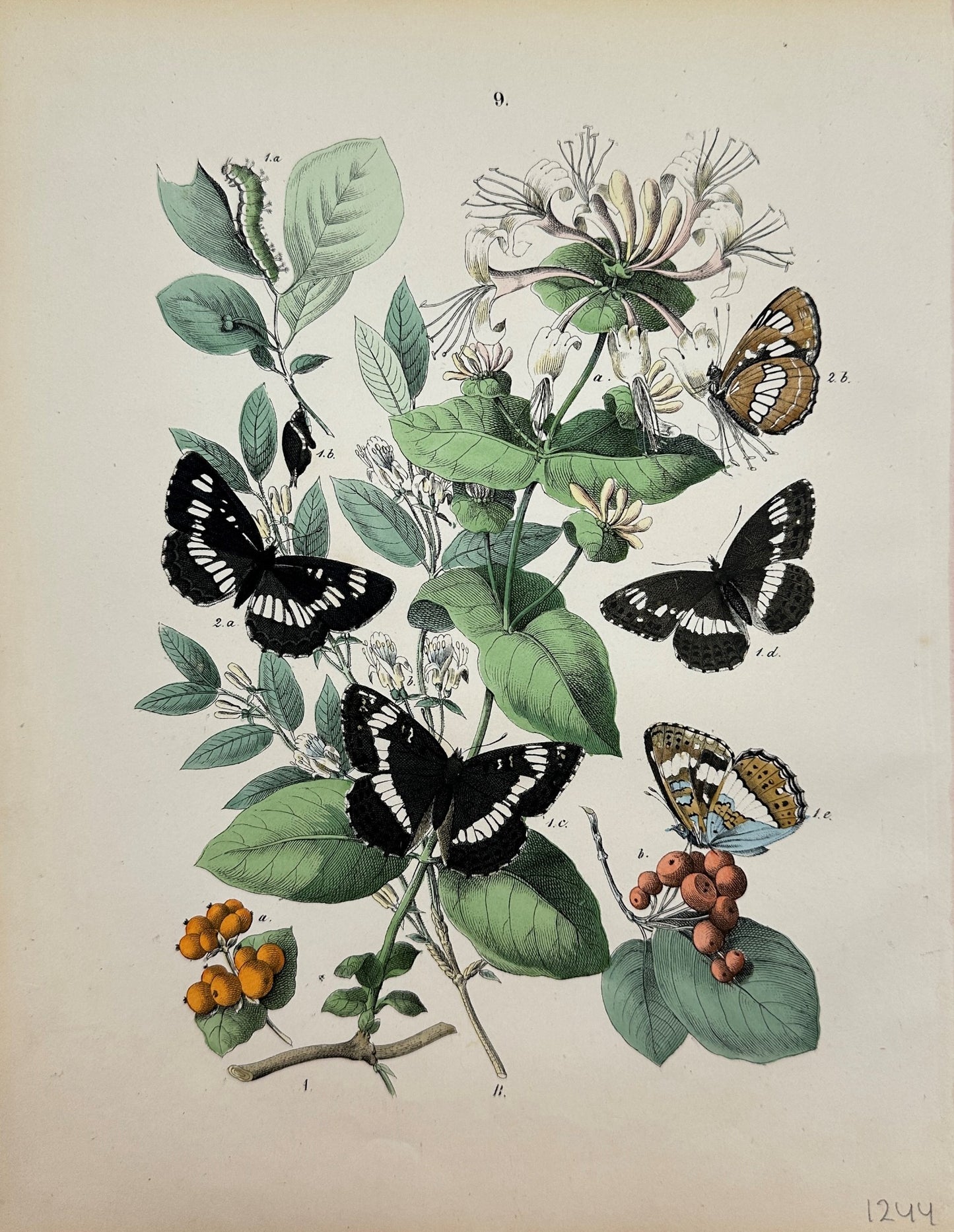 Antique Butterfly Print - William Forsell Kirby - White Admiral, Poplar - F5