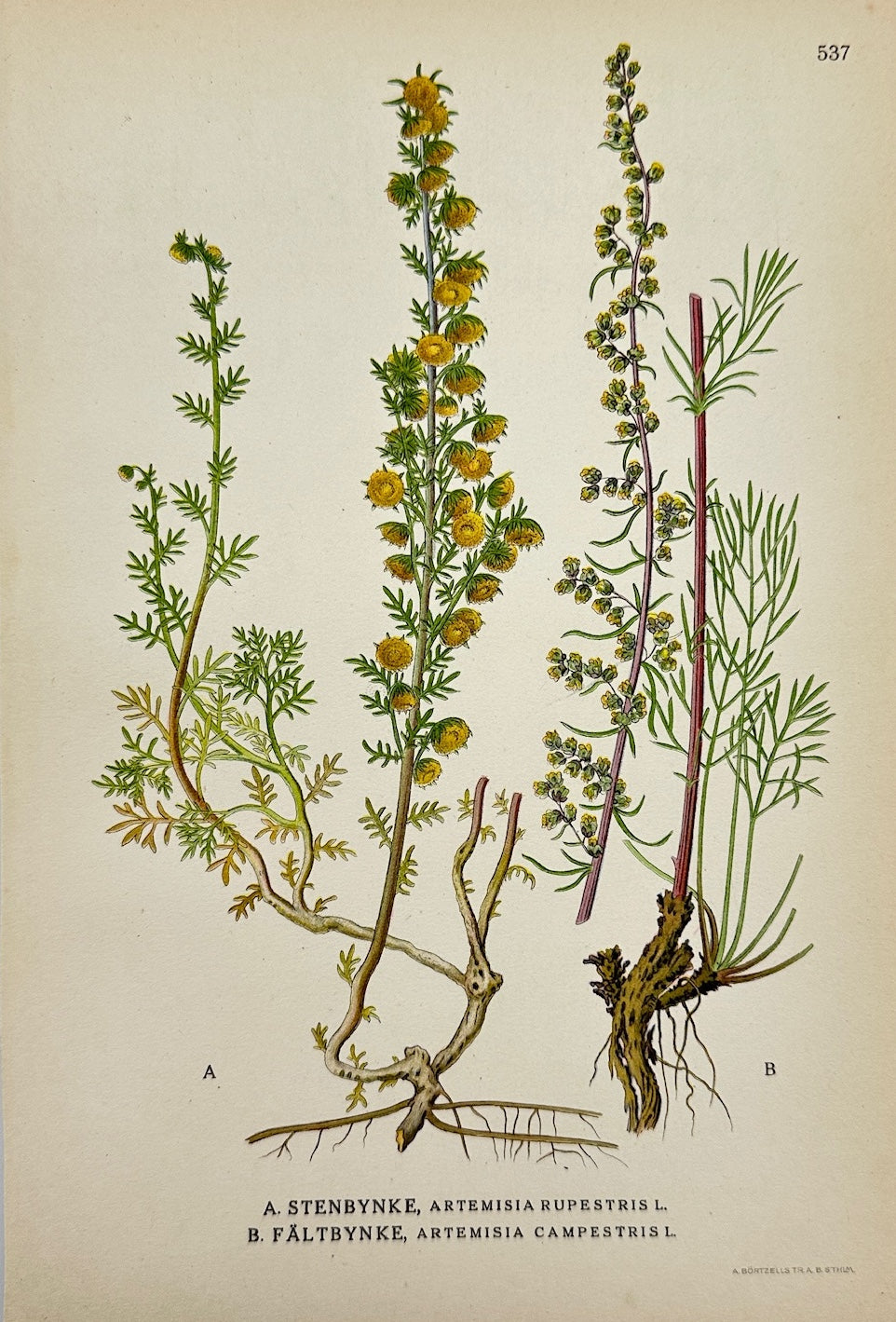 Antique Botanical Print - Carl Lindman - Rock Wormwood and Field Wormwood - F4