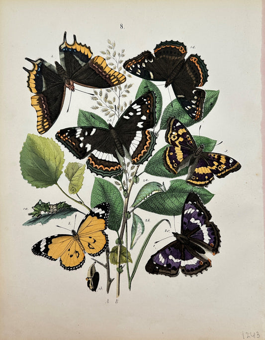 Antique Butterfly Print - William Forsell Kirby - Nymphalid family - F5