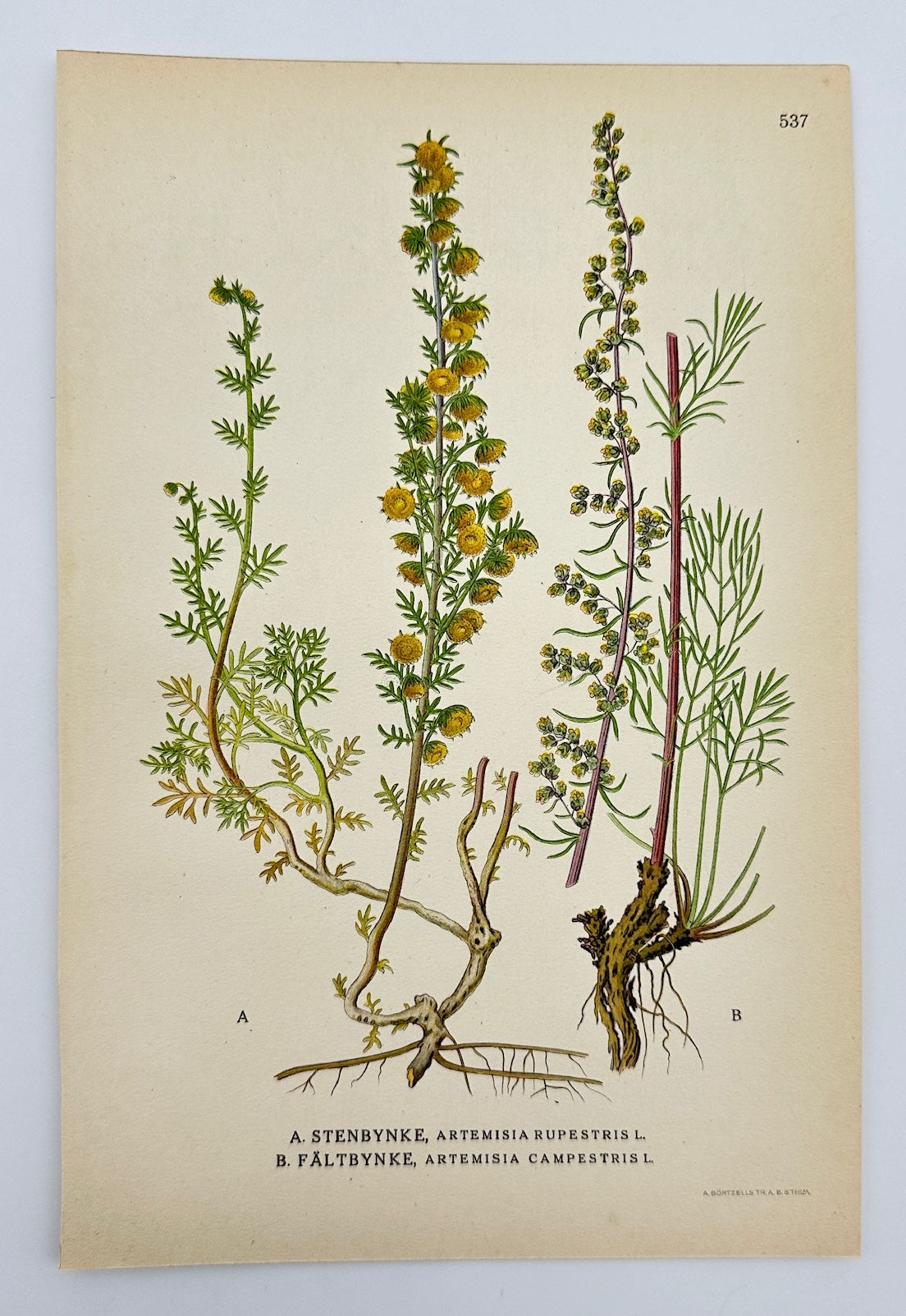 Antique Botanical Print - Carl Lindman - Rock Wormwood and Field Wormwood - F4