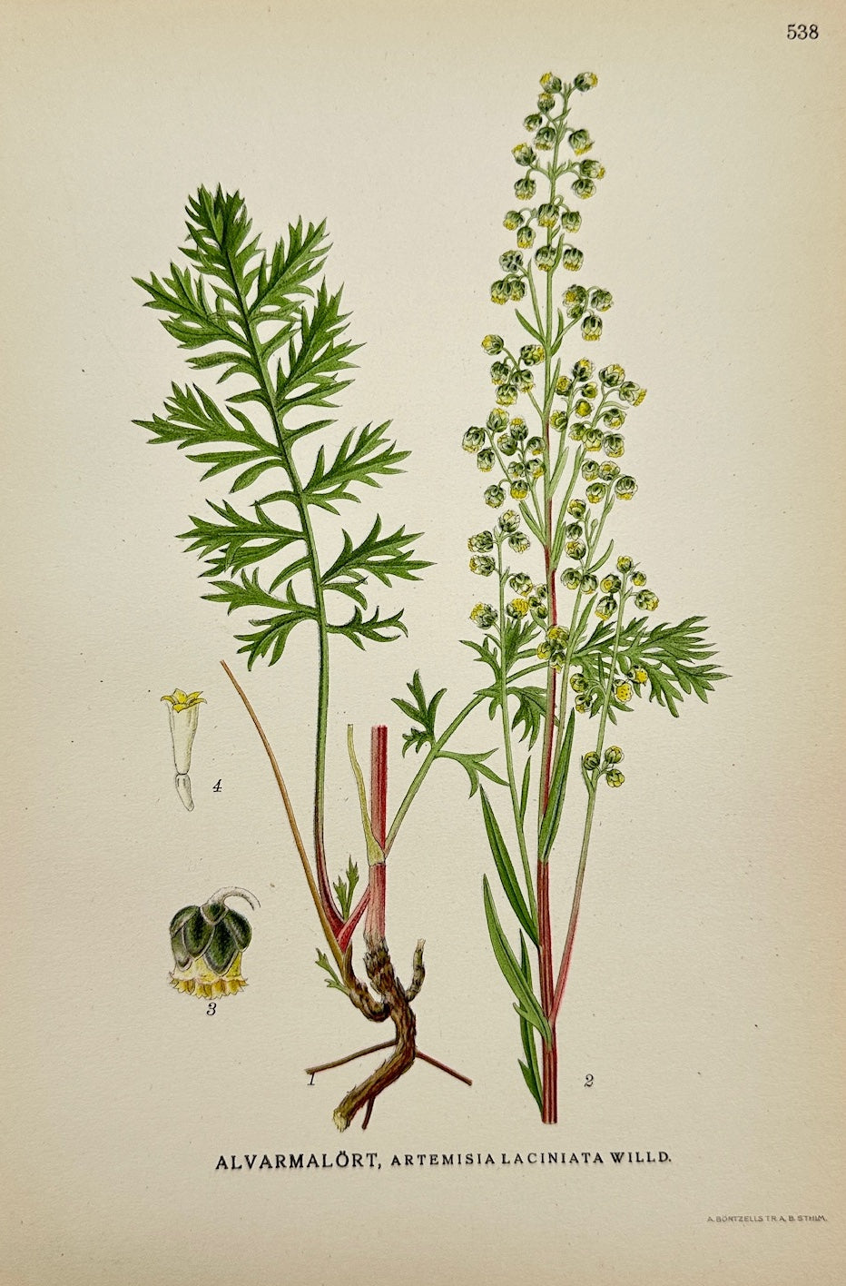 Antique Print - Carl Lindman - Cutleaf Wormwood - Artemisia Laciniata - F4