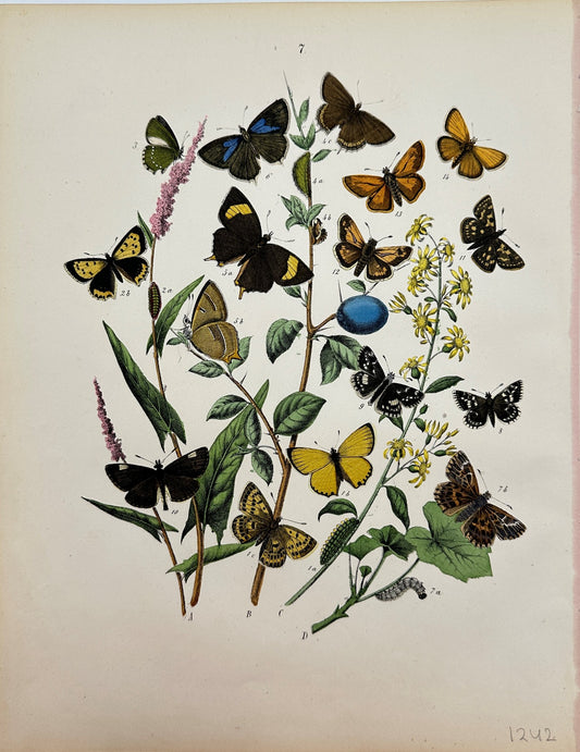 Antique Butterfly Print - William Forsell Kirby - Humphreys Butterflies - F5