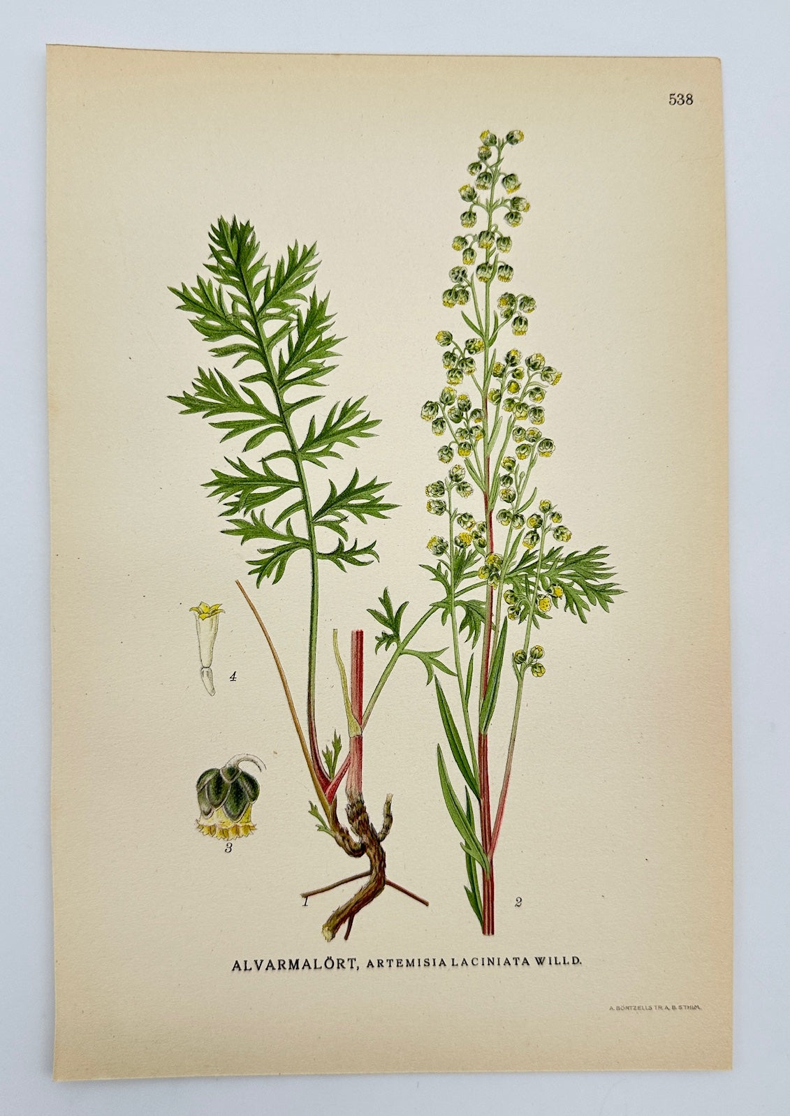 Antique Print - Carl Lindman - Cutleaf Wormwood - Artemisia Laciniata - F4