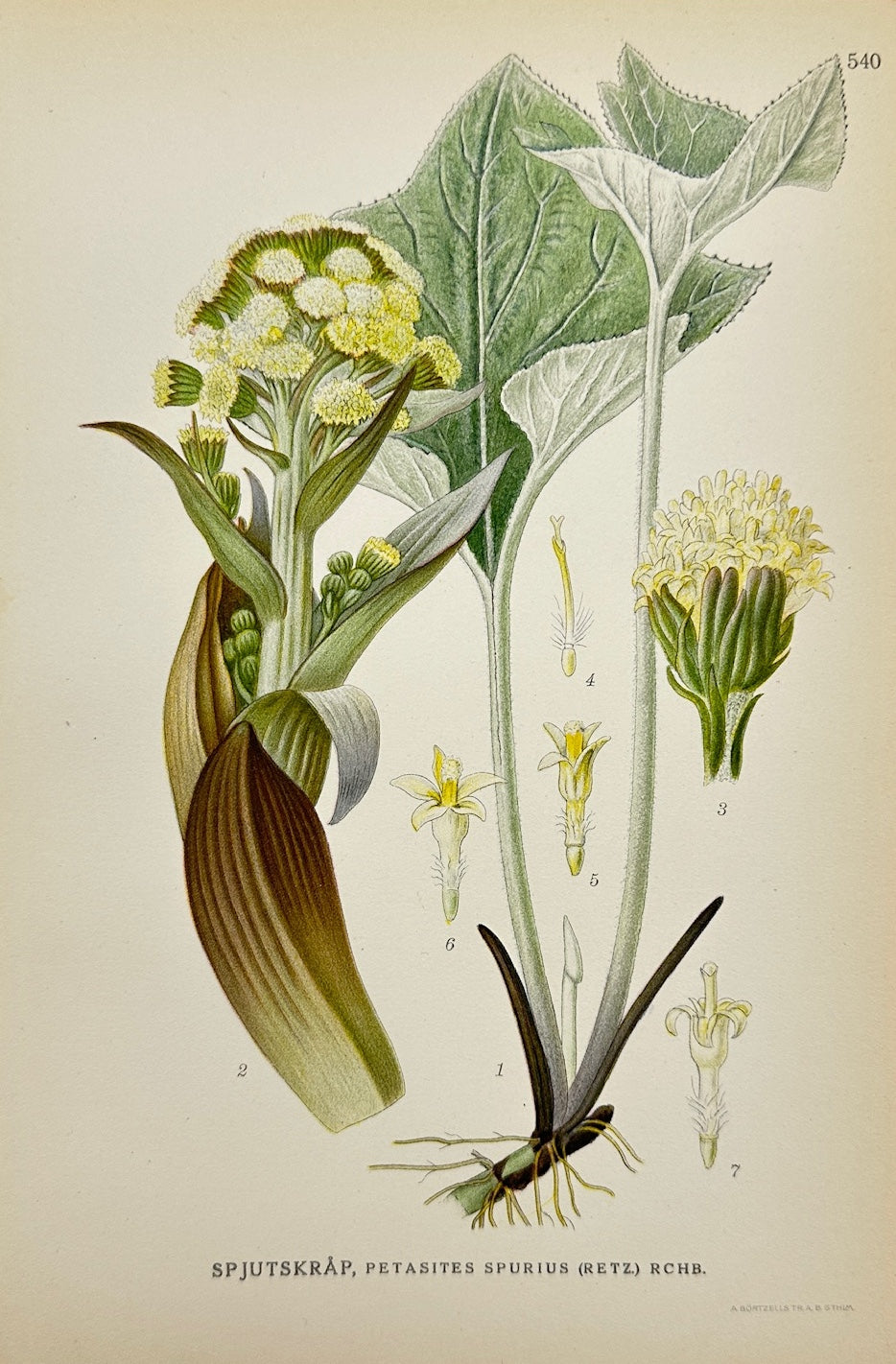 Antique Print - Carl Lindman - False Butterbur - Petasites Spurius - F4