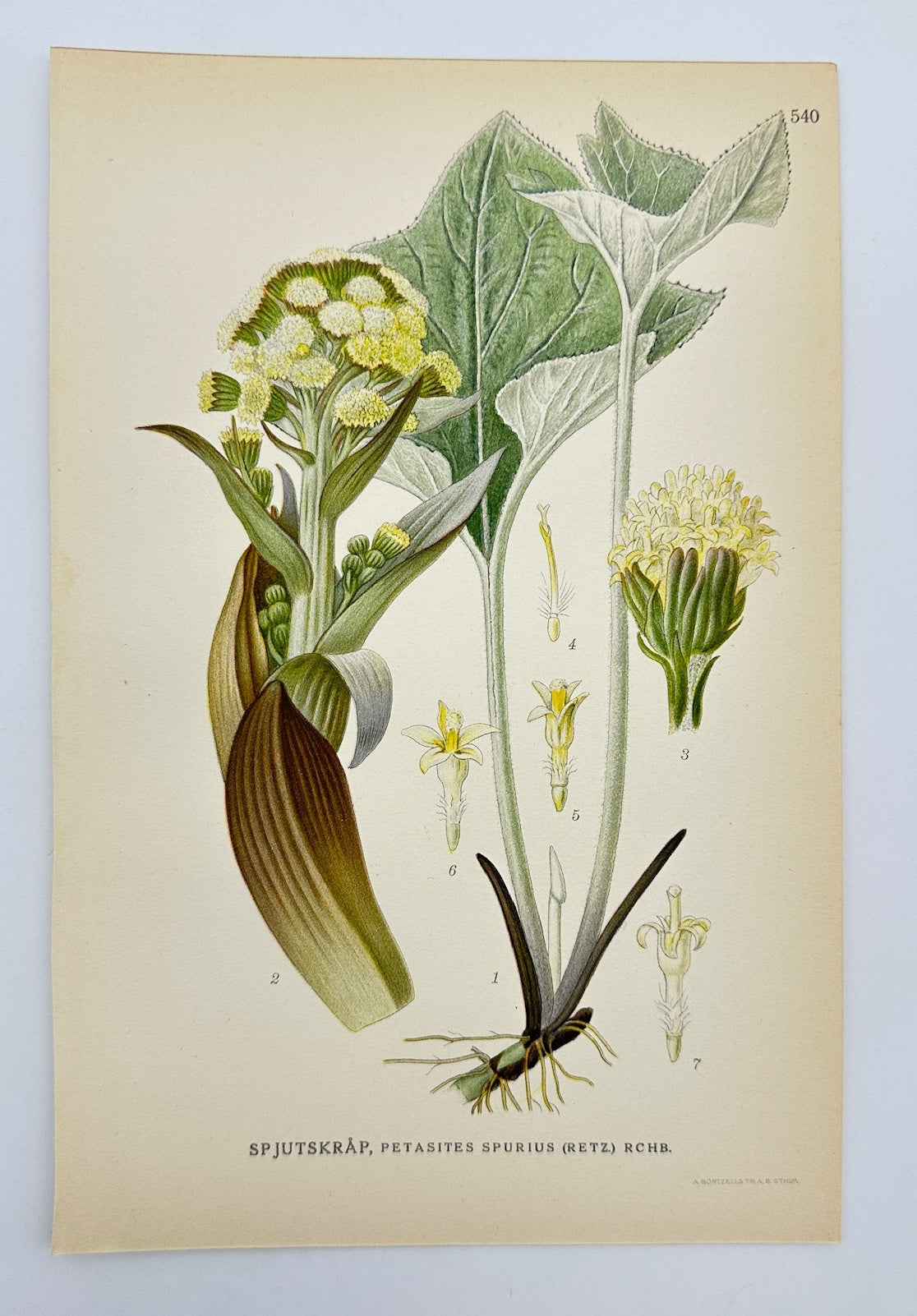 Antique Print - Carl Lindman - False Butterbur - Petasites Spurius - F4