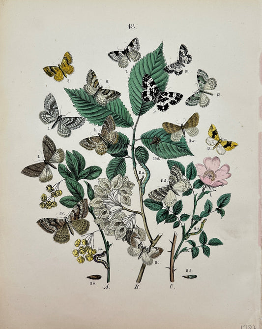 Antique Butterfly Print - Kirby F.W - Butterflies and leaves - London -  F5