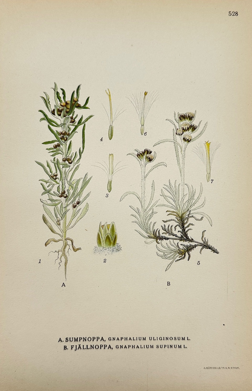 Antique Botanical Print - Carl Lindman - Marsh Cudweed and Dwarf Cudweed - F4