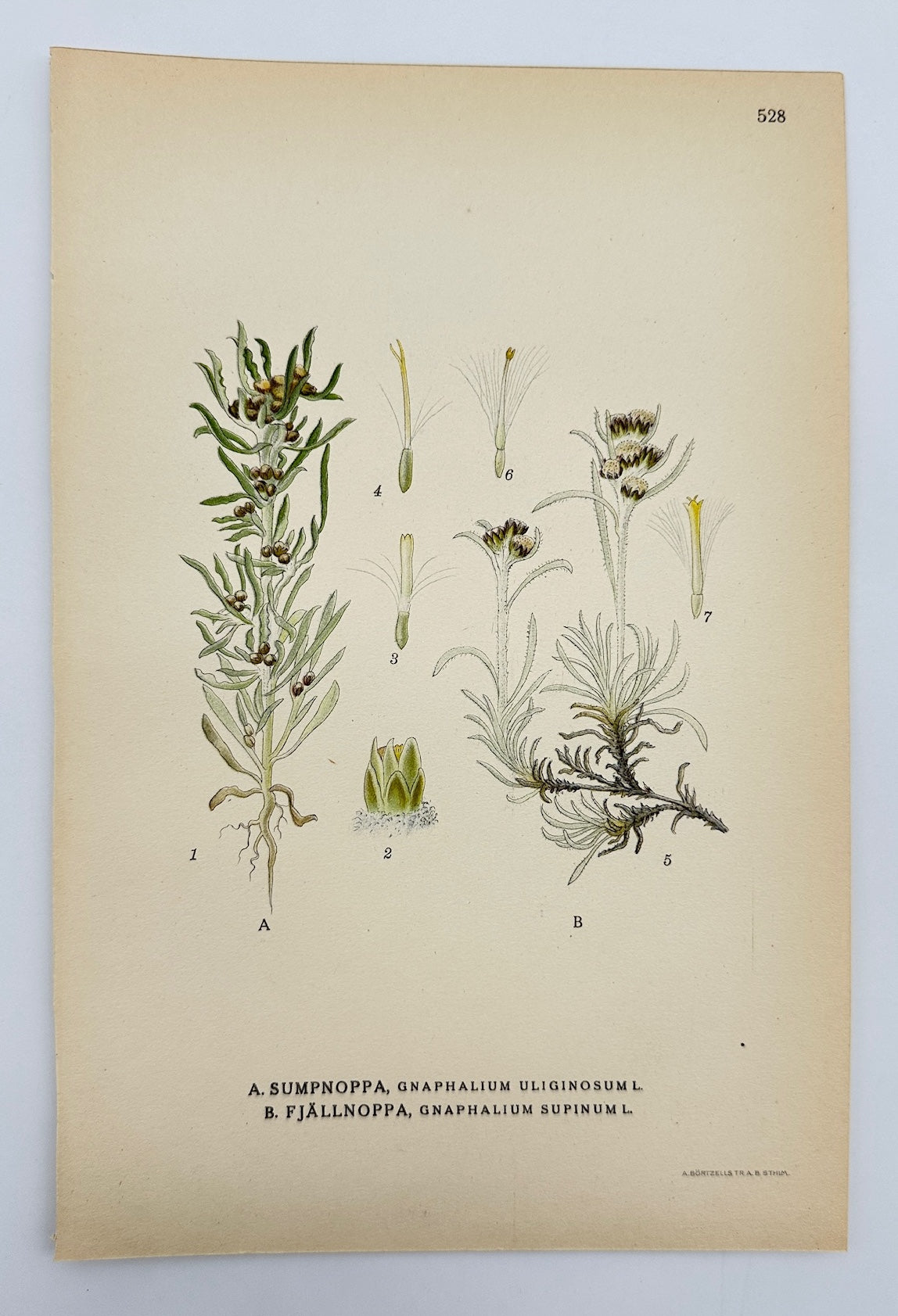 Antique Botanical Print - Carl Lindman - Marsh Cudweed and Dwarf Cudweed - F4