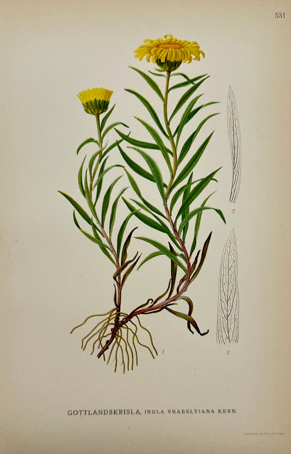 Antique Botanical Print - Carl Lindman - Gotland Inula - Inula Vrabelyiana - F4