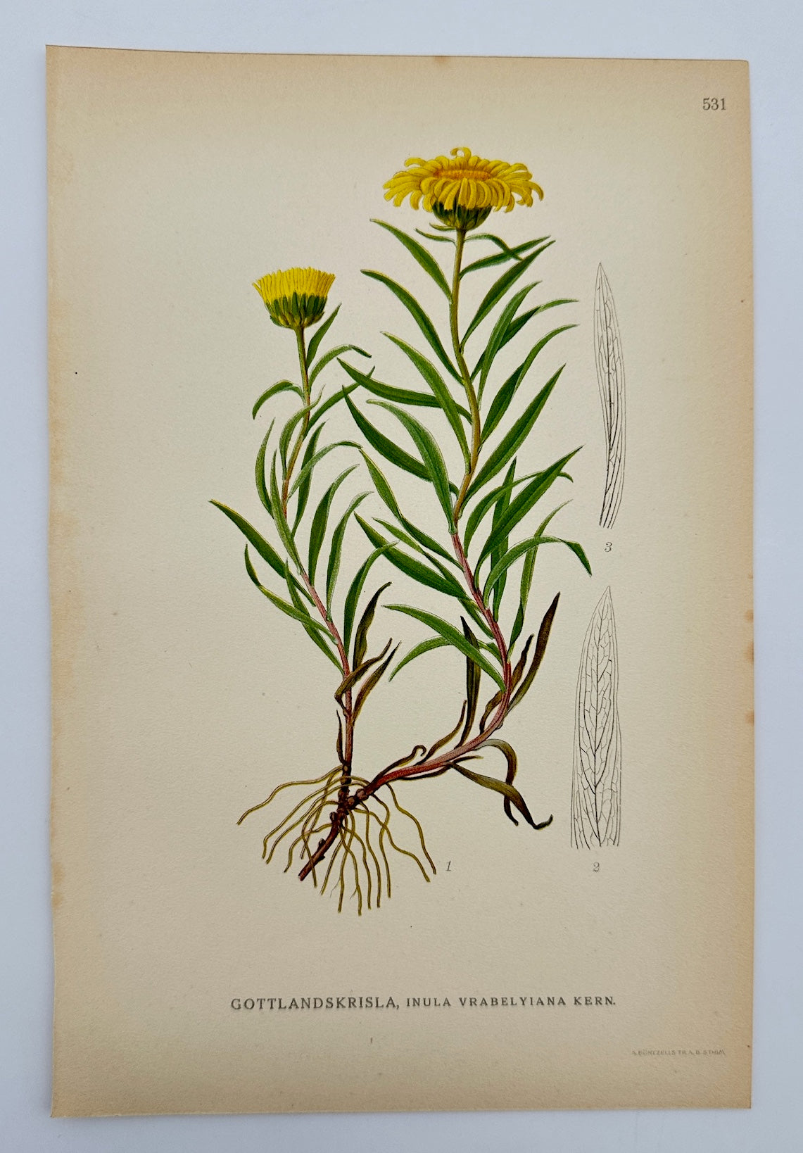 Antique Botanical Print - Carl Lindman - Gotland Inula - Inula Vrabelyiana - F4