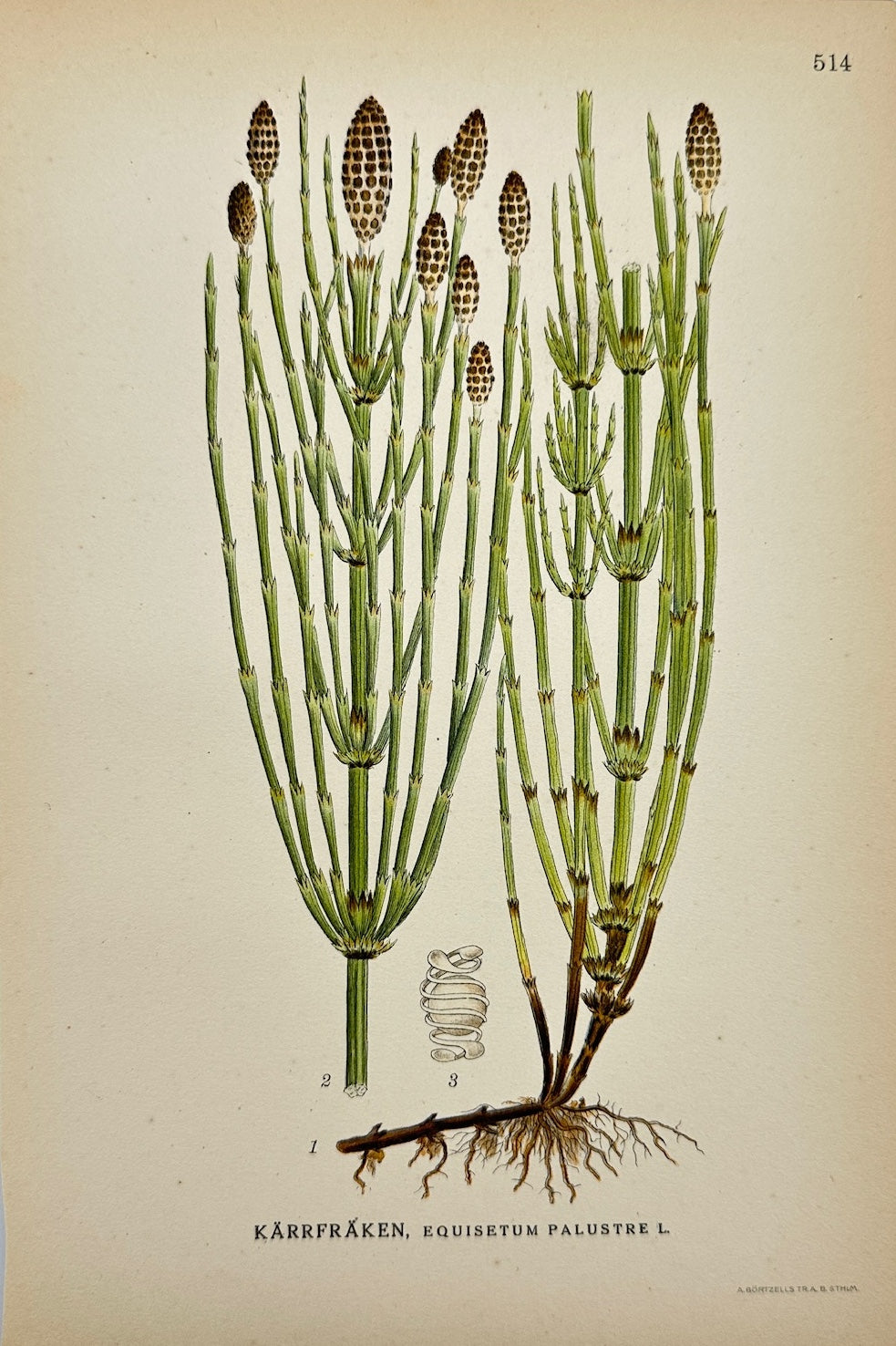 Antique Print - Carl Lindman - Marsh Horsetail - Equisetum Palustre - F4