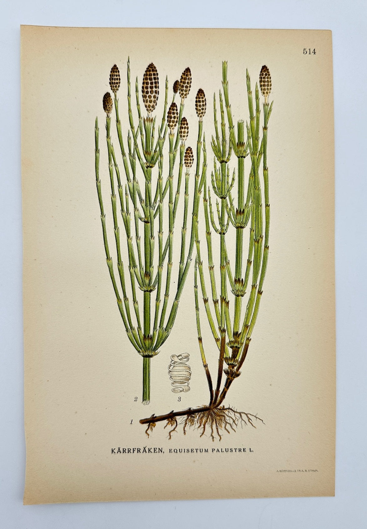 Antique Print - Carl Lindman - Marsh Horsetail - Equisetum Palustre - F4