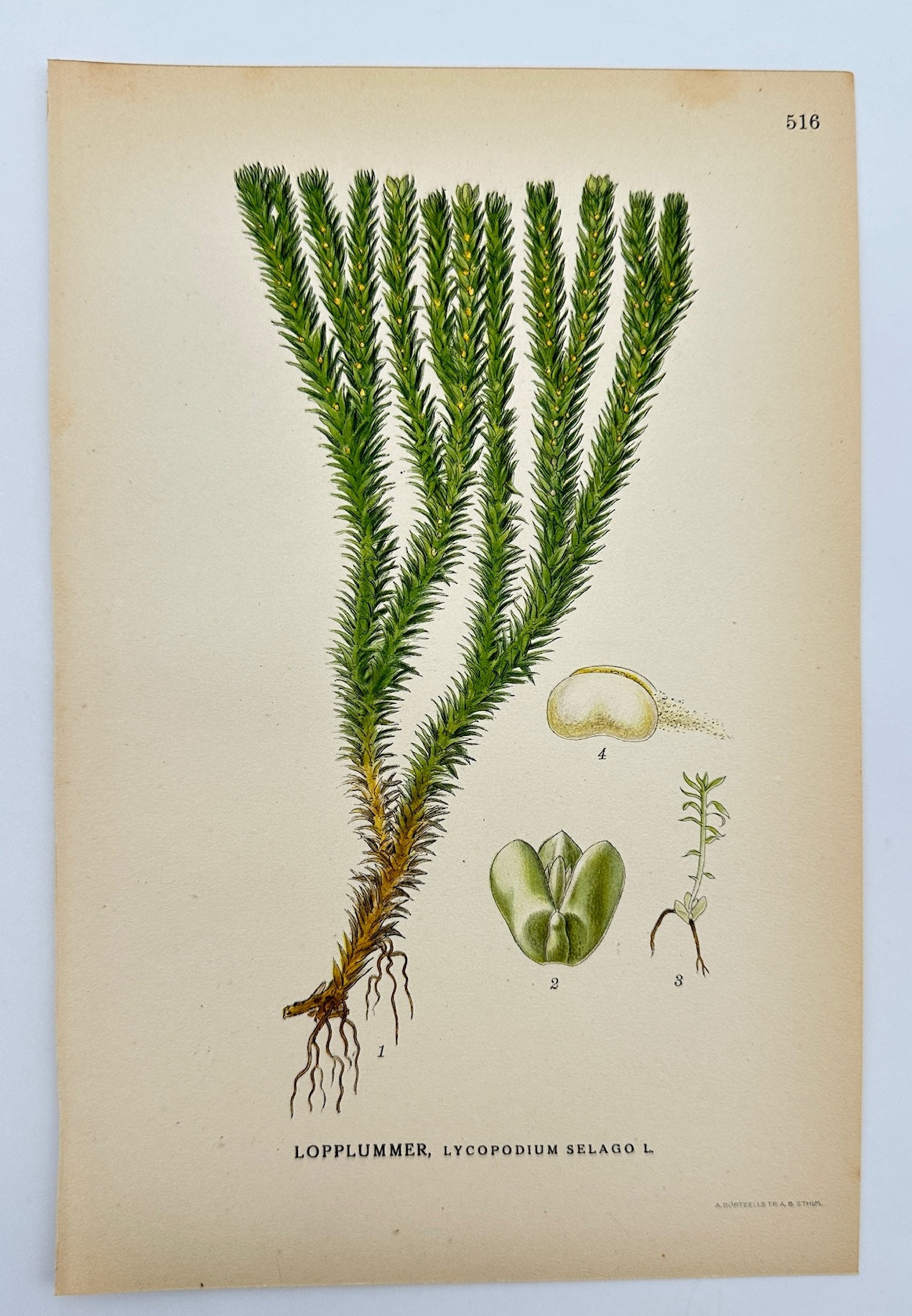 Antique Botanical Print - Carl Lindman - Fir Clubmoss - Lycopodium Selago - F4