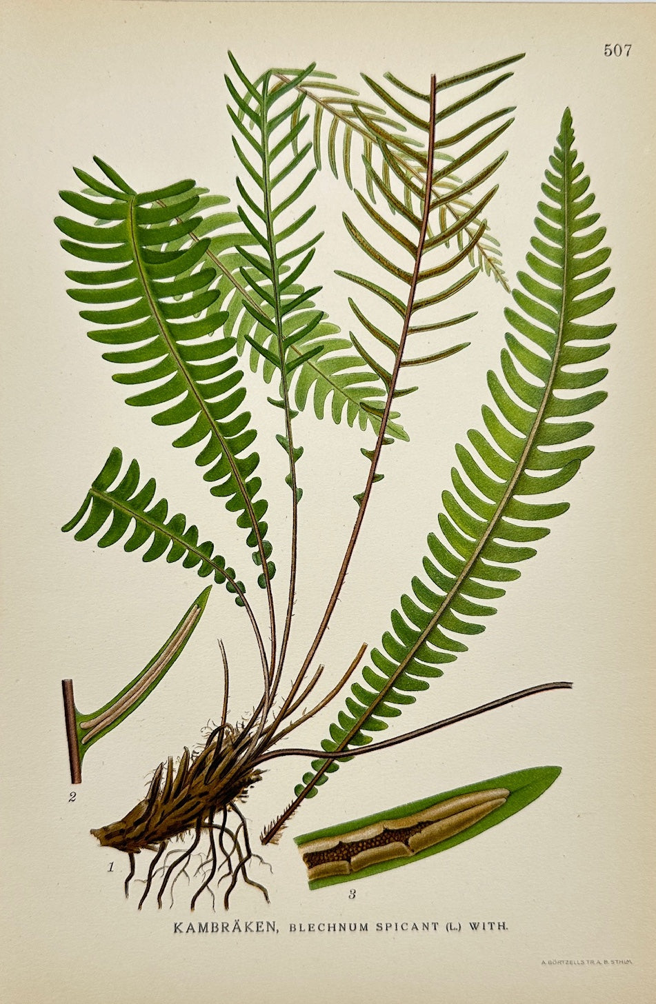 Antique Botanical Print - Carl Lindman - Hard Fern - Blechnum Spicant - F4