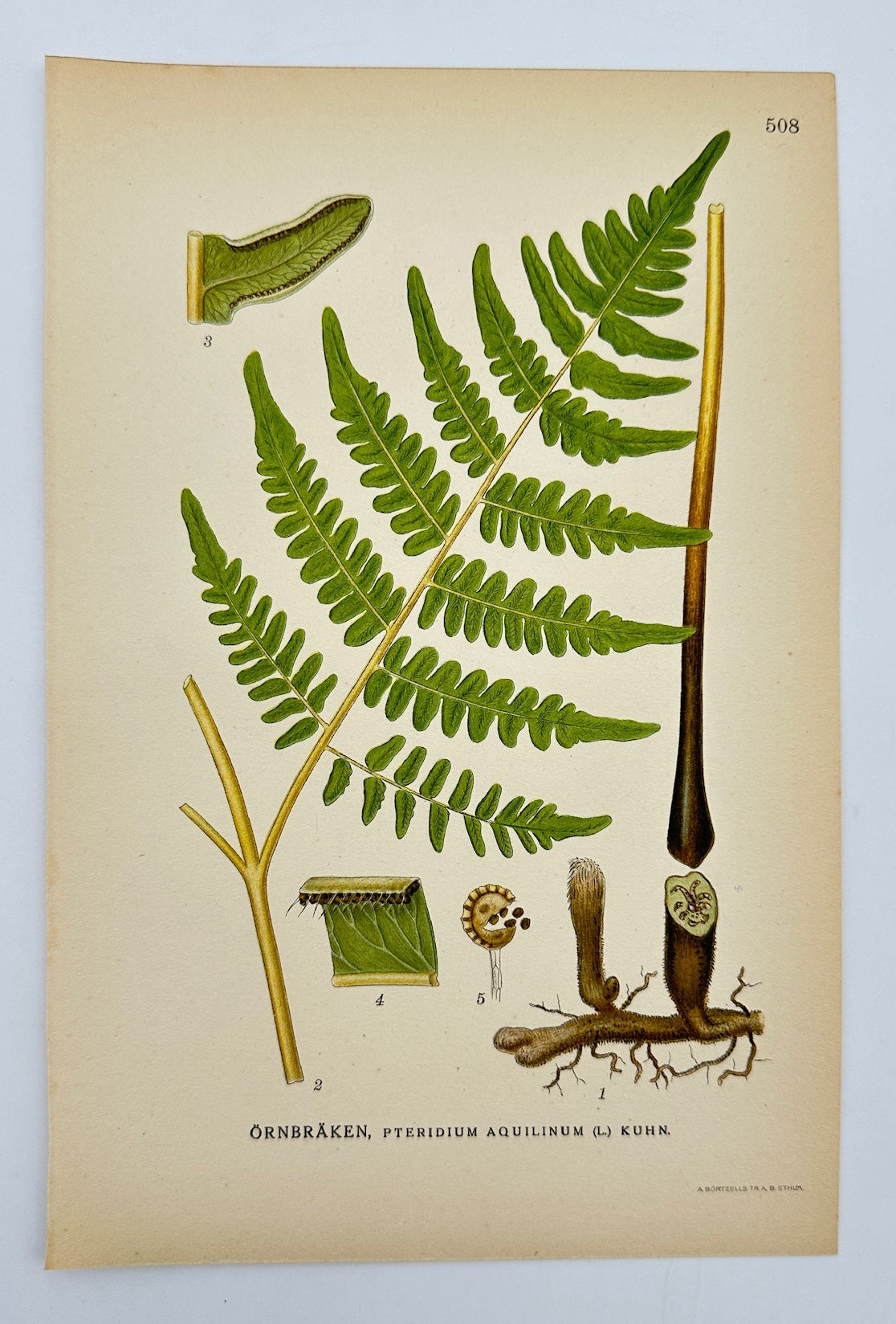 Antique Botanical Print - Carl Lindman - Bracken Fern - Pteridium Aquilinum - F4