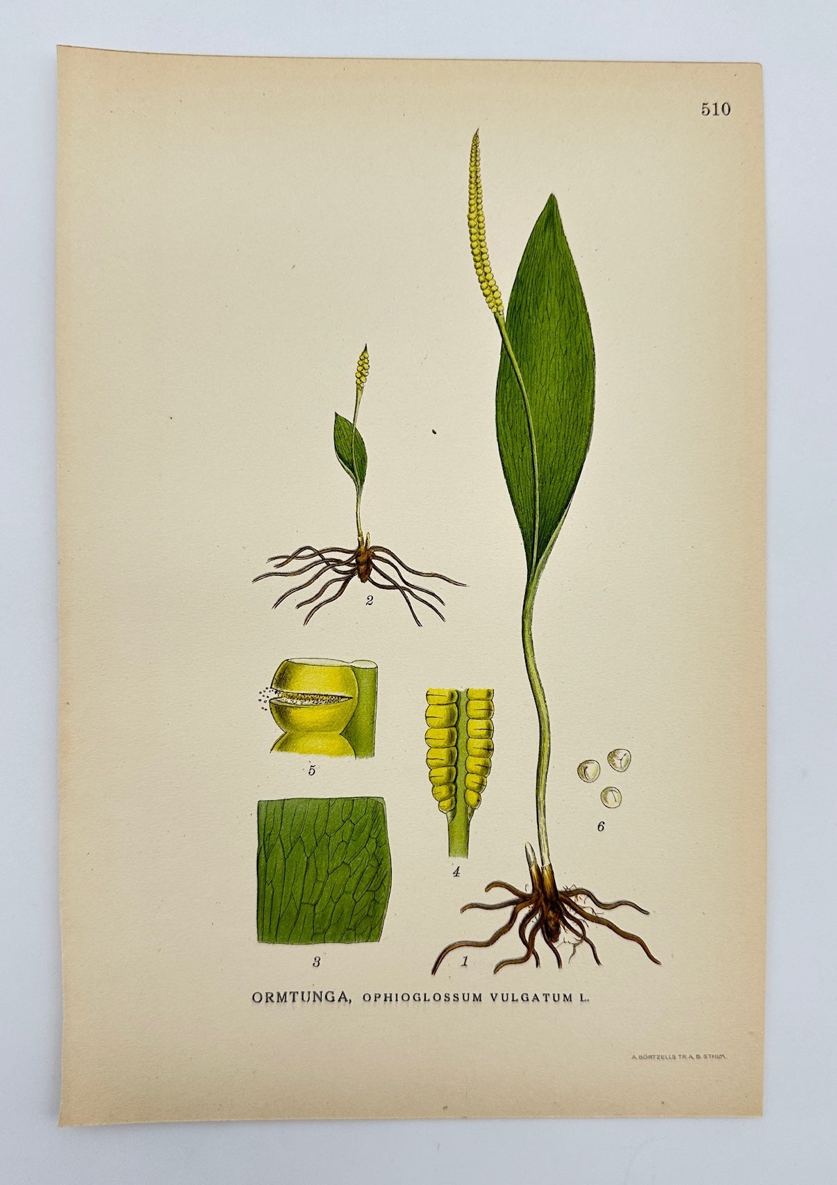 Antique Print - Carl Lindman - Adder's-tongue Fern - Ophioglossum Vulgatum  - F4