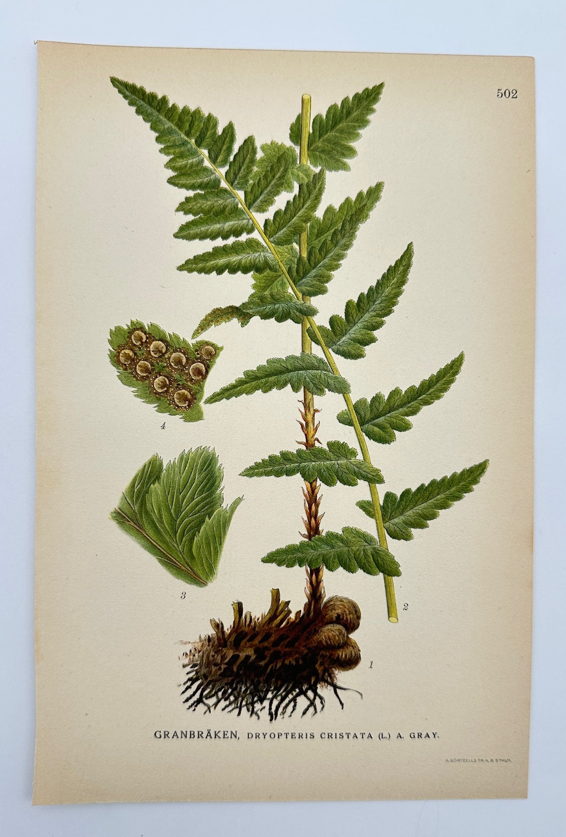 Antique Print - Carl Lindman - Crested Wood Fern - Dryopteris Cristata  - F4