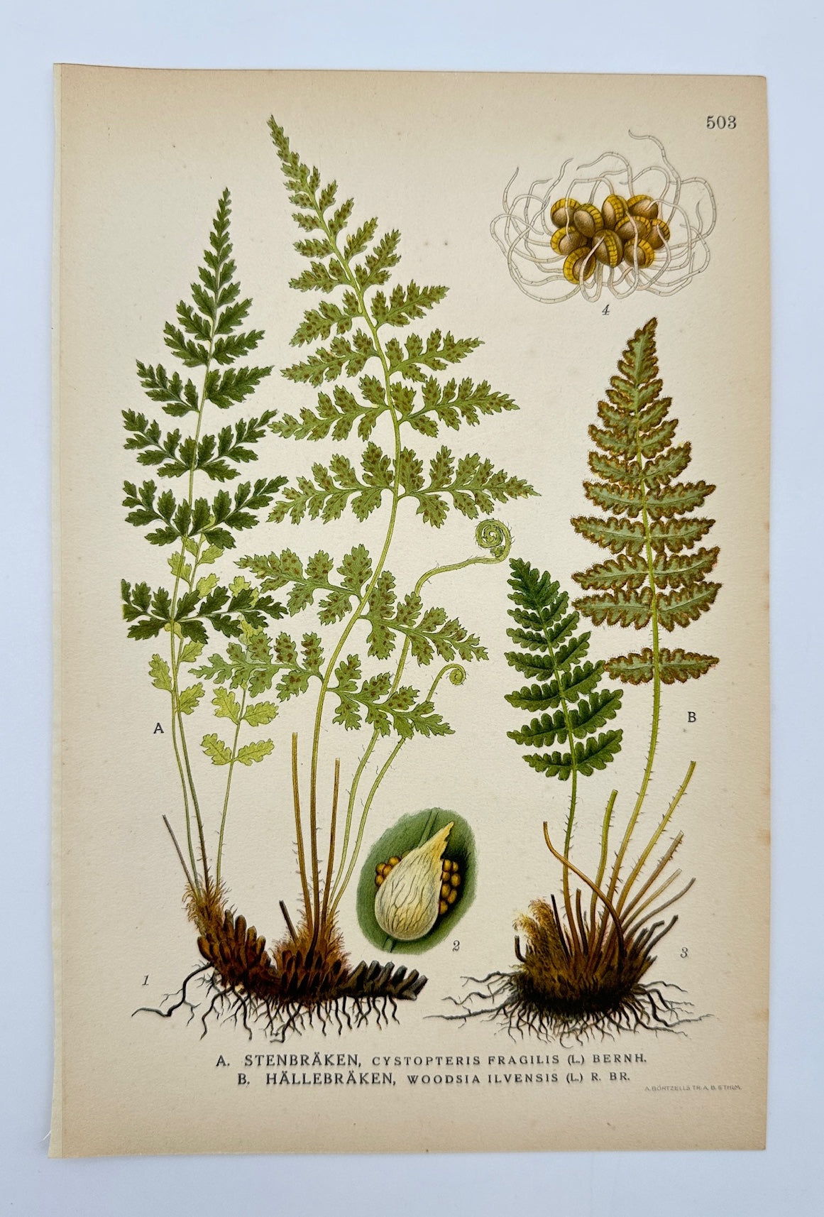 Antique Botanical Print - Carl Lindman - Fragile Fern and Rusty Woodsia  - F4