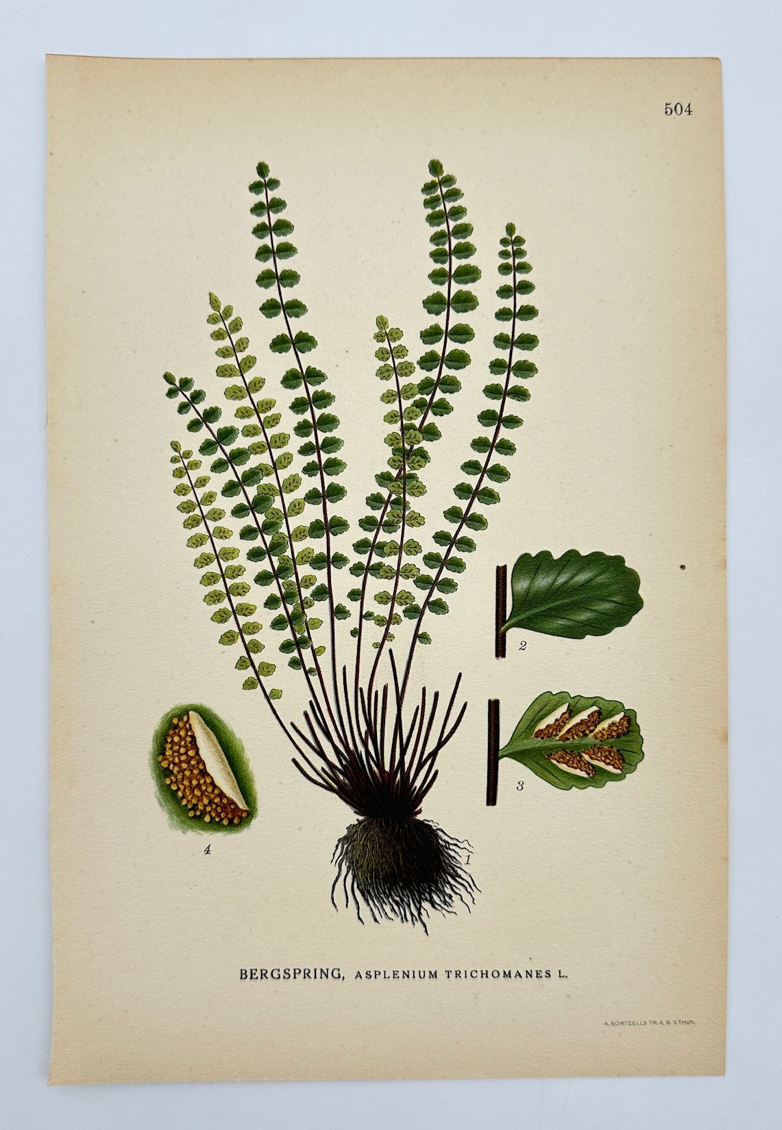 Antique Print - Carl Lindman - Maidenhair Spleenwort - Asplenium Trichomanes  F4