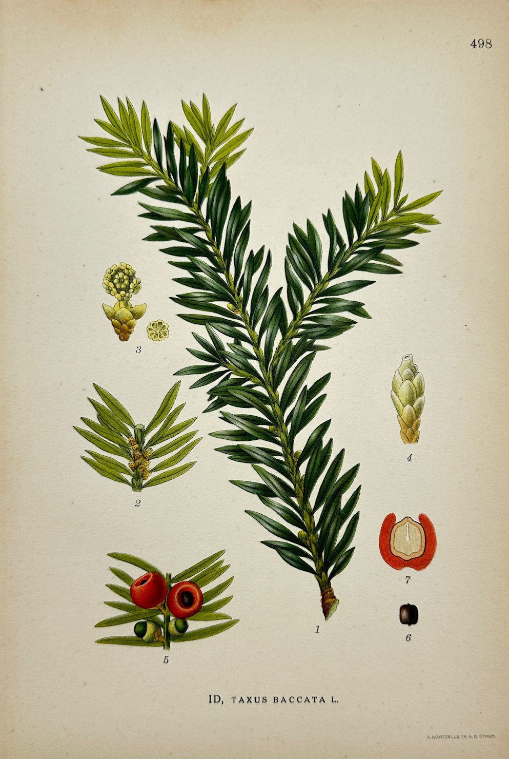 Antique Botanical Print - Carl Lindman - English Yew - Taxus Baccata - F4