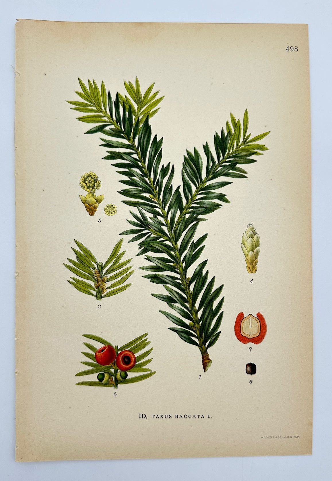 Antique Botanical Print - Carl Lindman - English Yew - Taxus Baccata - F4