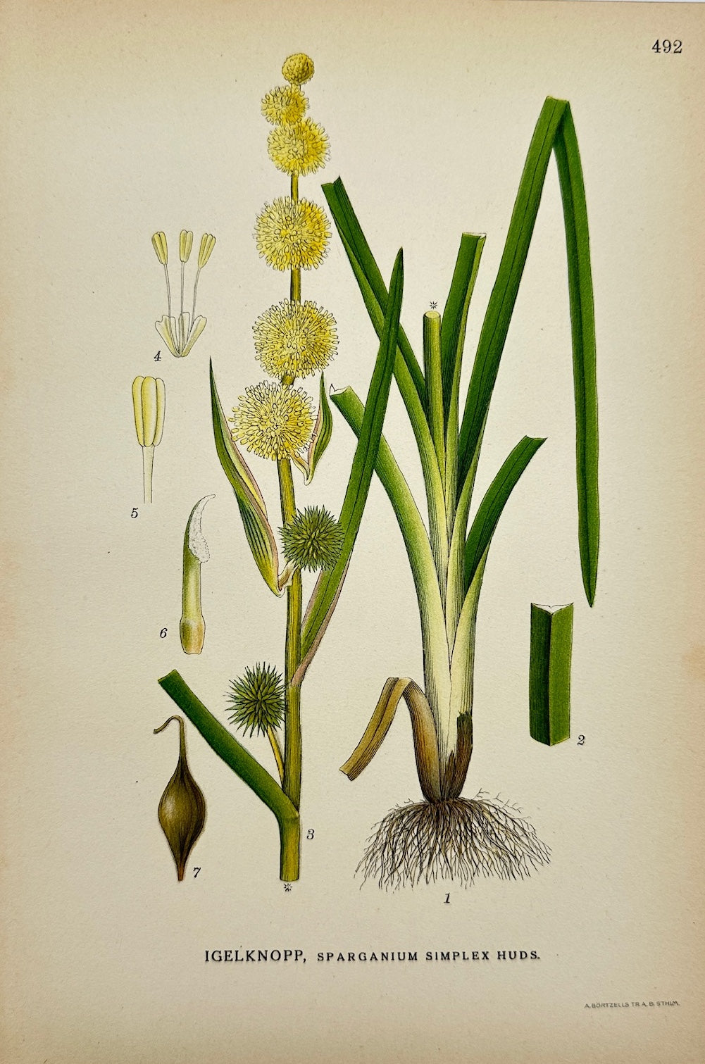 Antique Print - Carl Lindman - Simple Bur-reed - Sparganium Simplex - F4