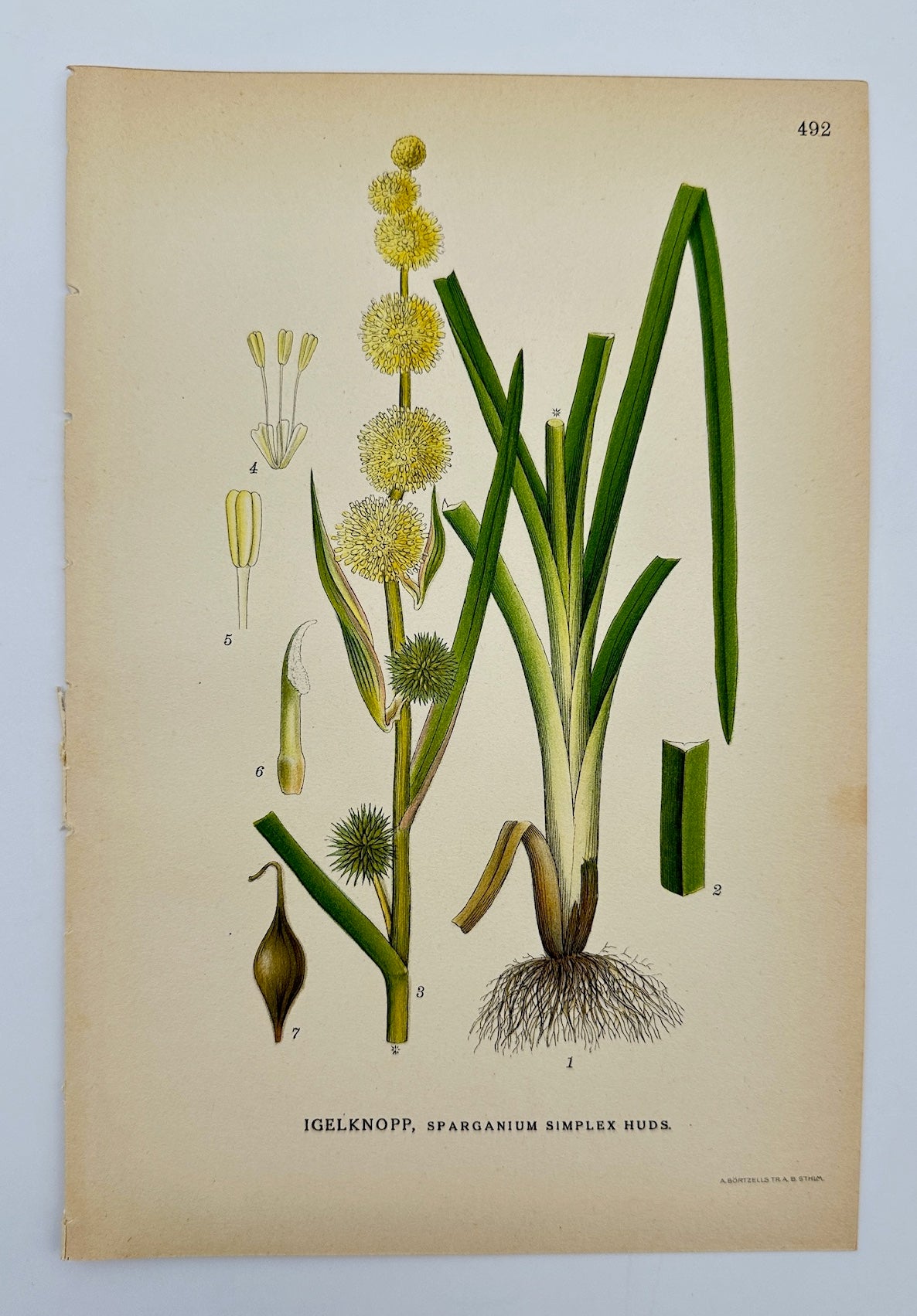 Antique Print - Carl Lindman - Simple Bur-reed - Sparganium Simplex - F4