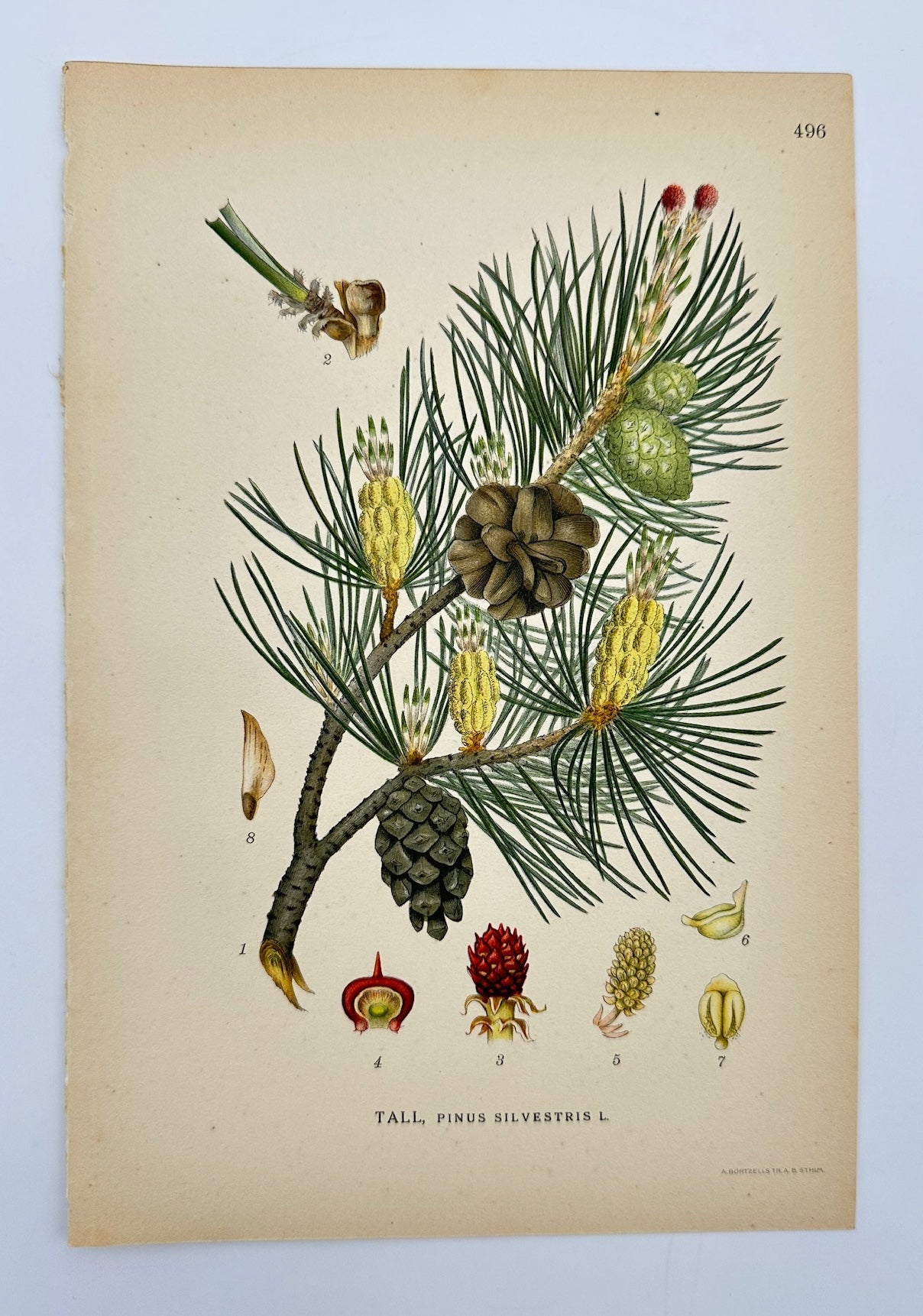 Antique Botanical Print - Carl Lindman - Scots Pine - Pinus Sylvestris - F4