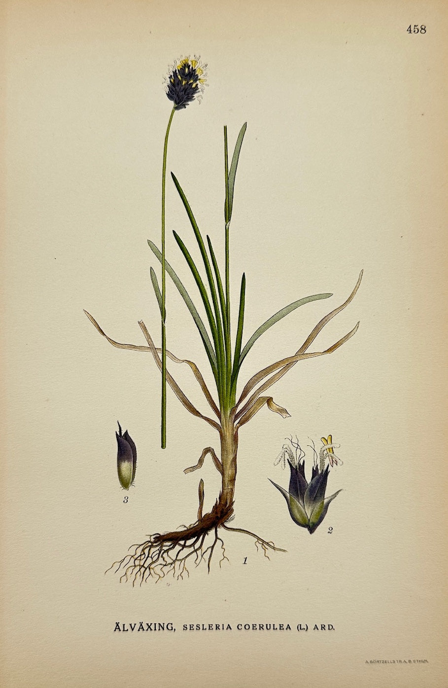 Antique Botanical Print - Carl Lindman - Blue Moor-grass - Sesleria Coerula - F4