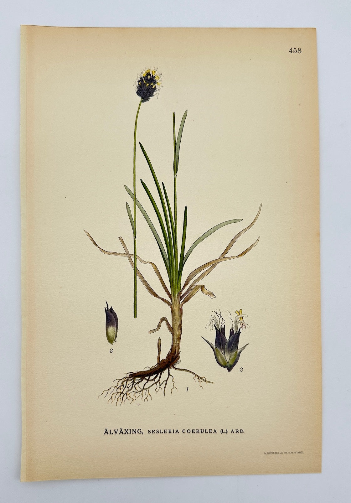 Antique Botanical Print - Carl Lindman - Blue Moor-grass - Sesleria Coerula - F4