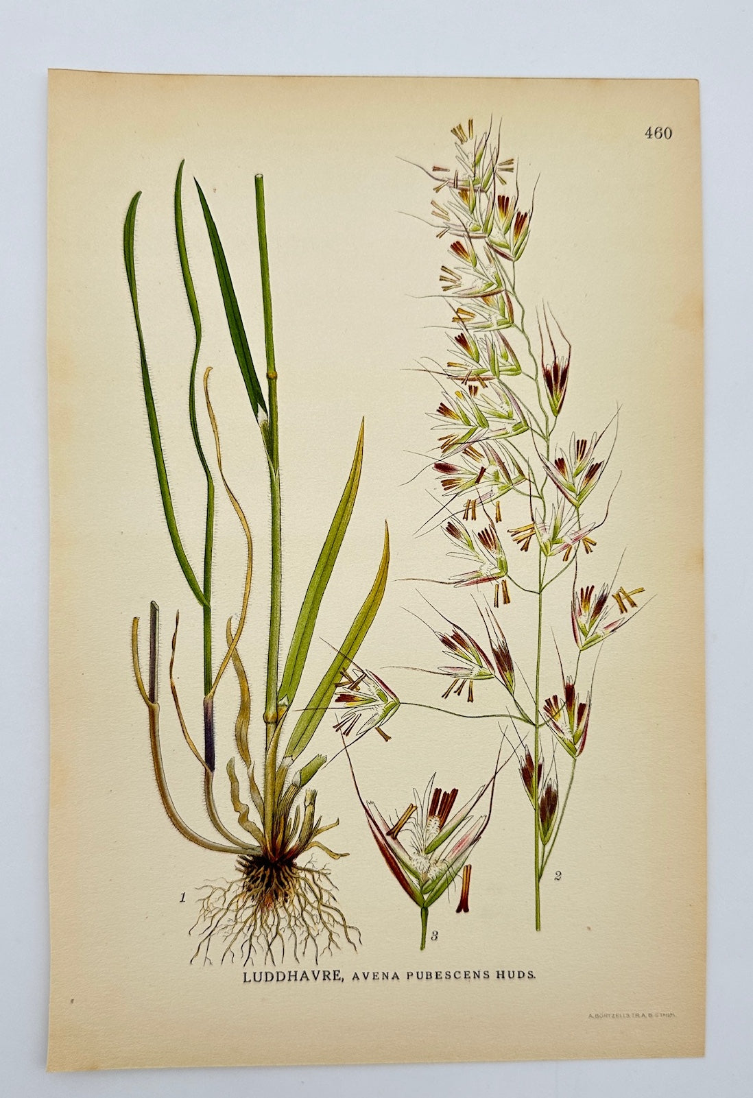 Antique Botanical Print - Carl Lindman - Downy Oat - Avena Pubescens - F4