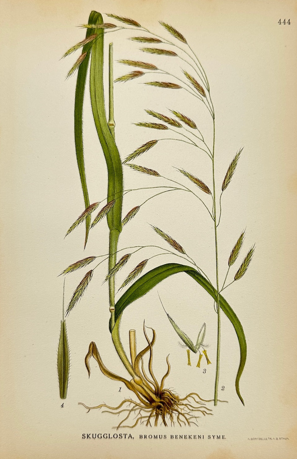 Antique Botanical Print - Carl Lindman - Wood Brome - Bromus Benekenii - F4