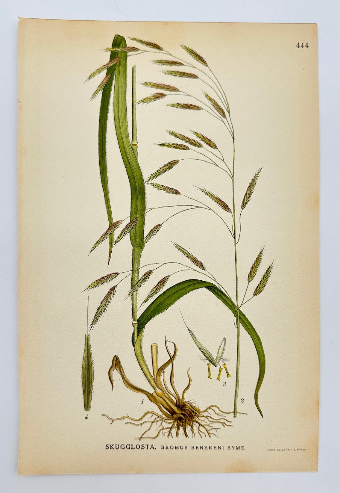 Antique Botanical Print - Carl Lindman - Wood Brome - Bromus Benekenii - F4