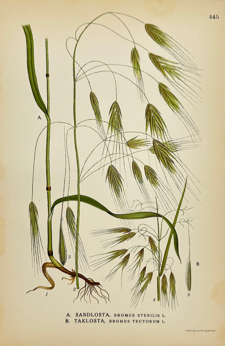 Antique Botanical Print - Carl Lindman - Sterile Brome and Downy Brome - F4