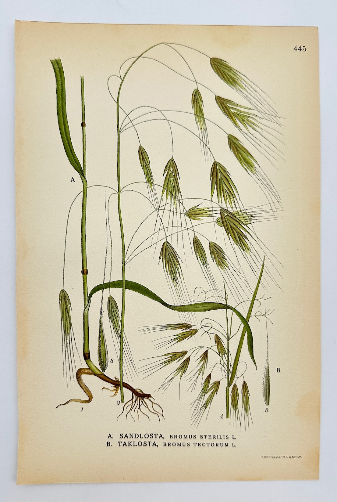 Antique Botanical Print - Carl Lindman - Sterile Brome and Downy Brome - F4