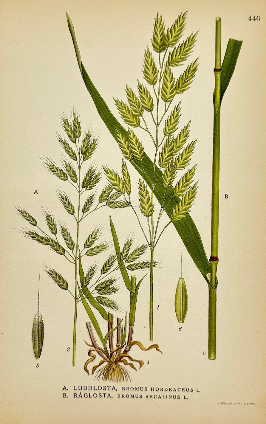 Antique Botanical Print - Carl Lindman - Soft Brome and Rye Brome - F4