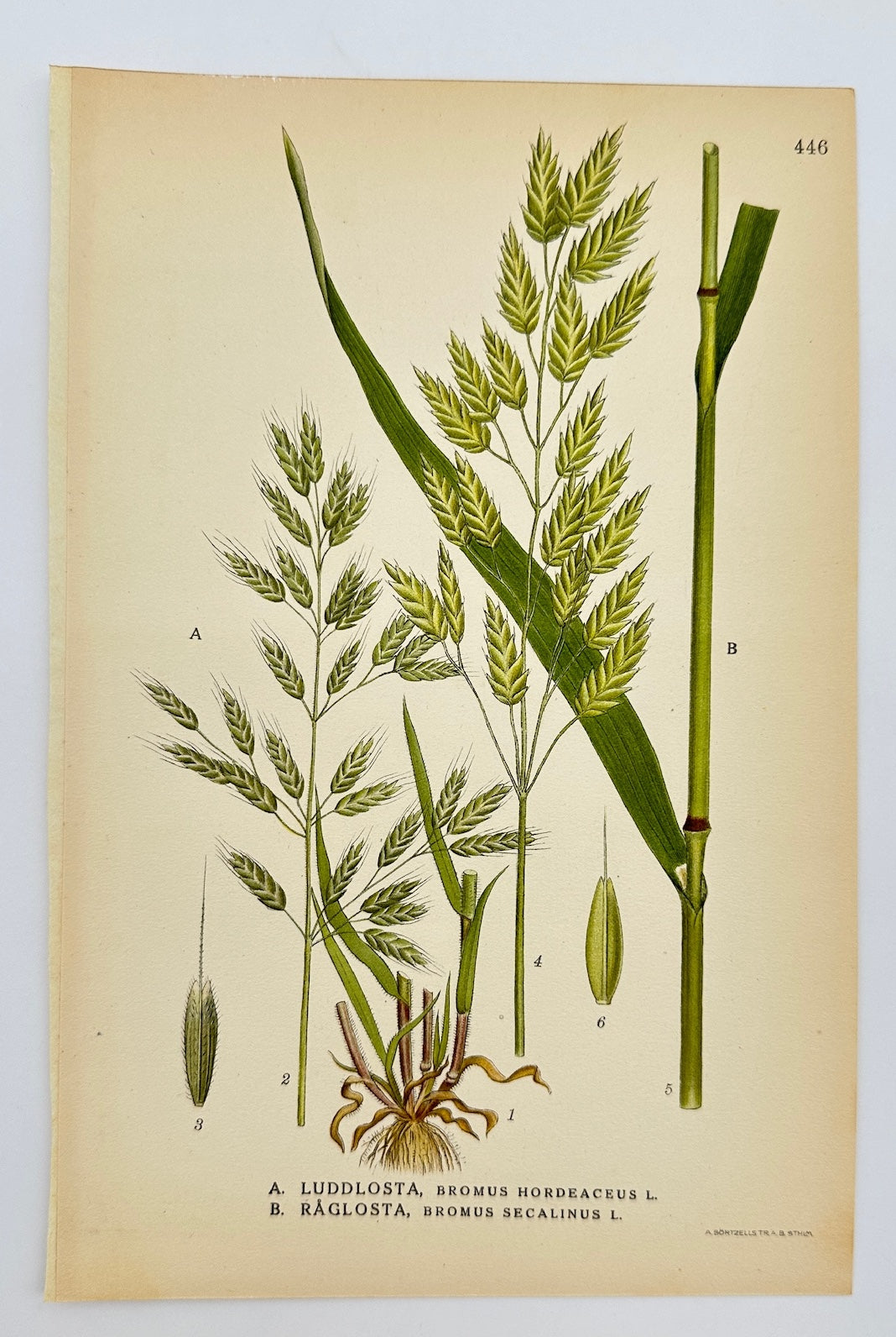 Antique Botanical Print - Carl Lindman - Soft Brome and Rye Brome - F4