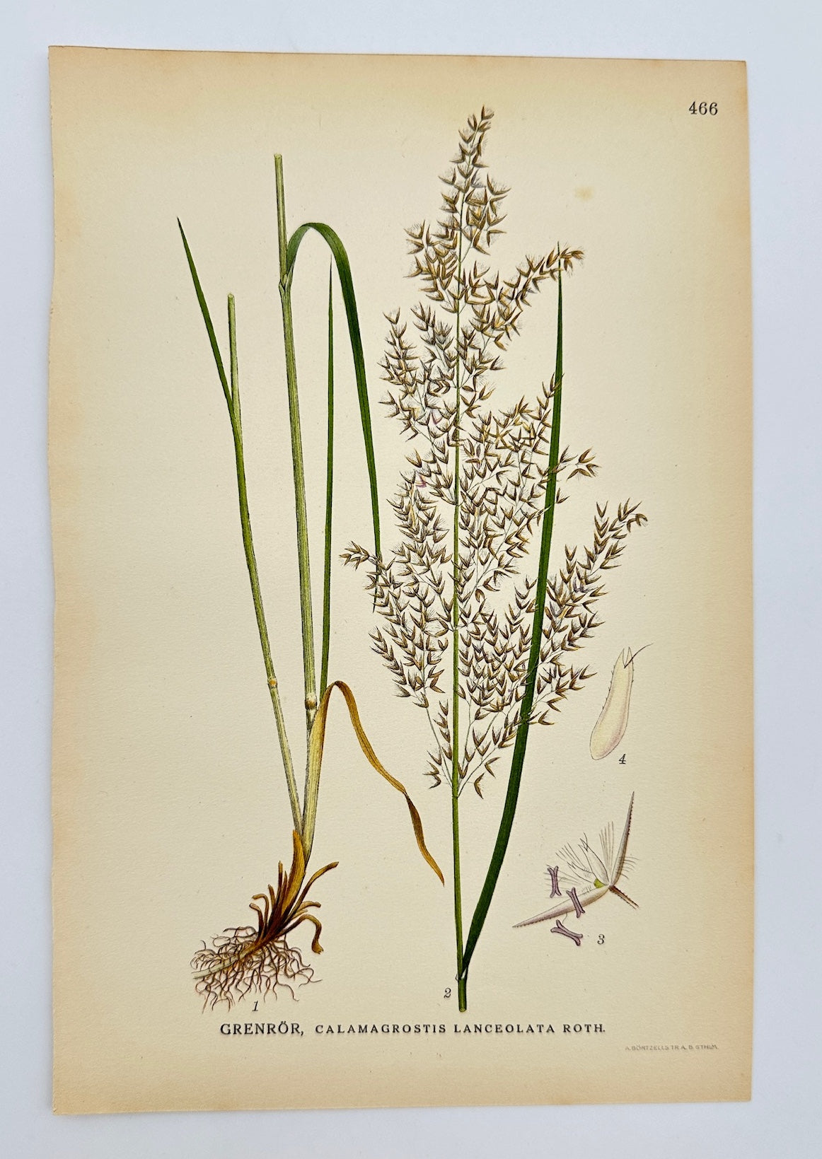 Antique Print - Carl Lindman - Narrow Small-reed - Calamagrostis Lanceolata - F4