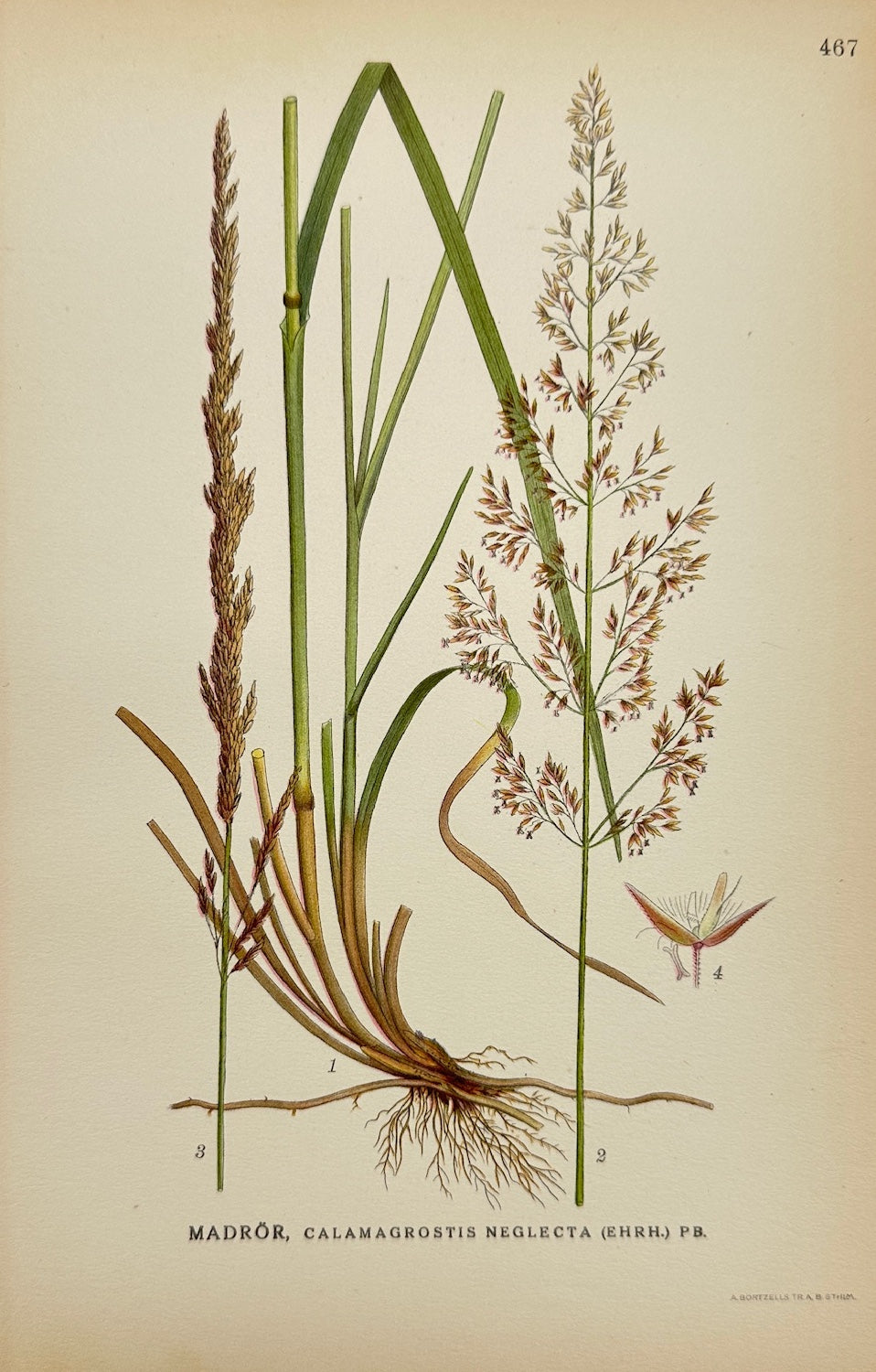 Antique Print - Carl Lindman - Lesser Pond Sedge - Calamagrostis Neglecta - F4