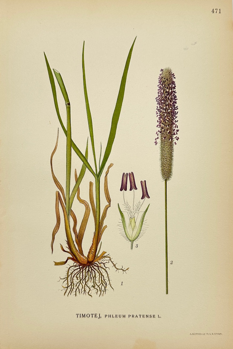 Antique Botanical Print - Carl Lindman - Timothy Grass - Phleum Pratense - F4