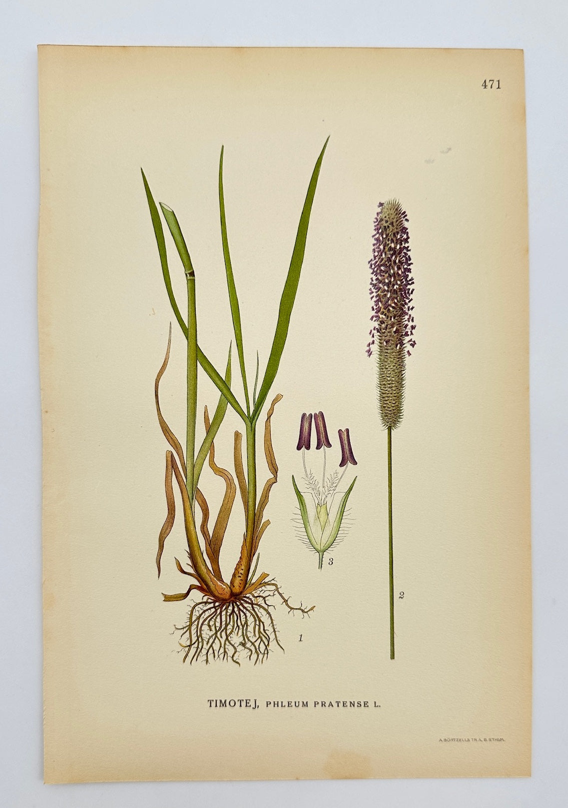 Antique Botanical Print - Carl Lindman - Timothy Grass - Phleum Pratense - F4