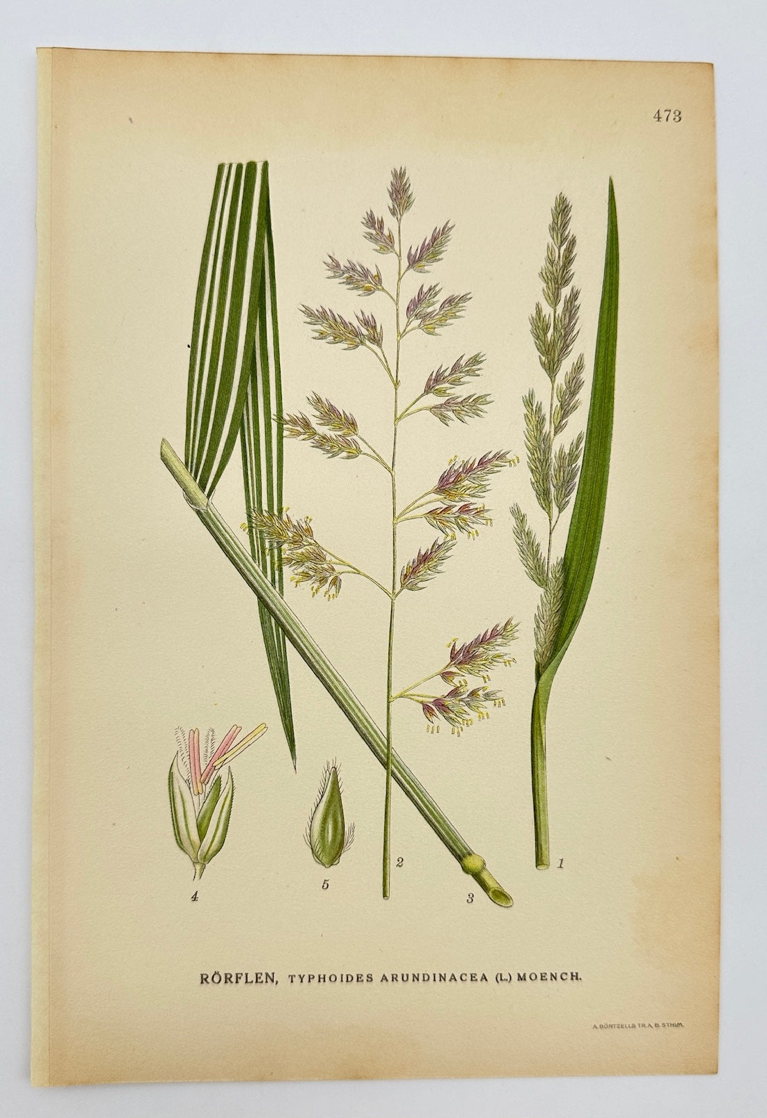 Antique Print - Carl Lindman - Reed Canary Grass - Typhoides Arundinacea - F4