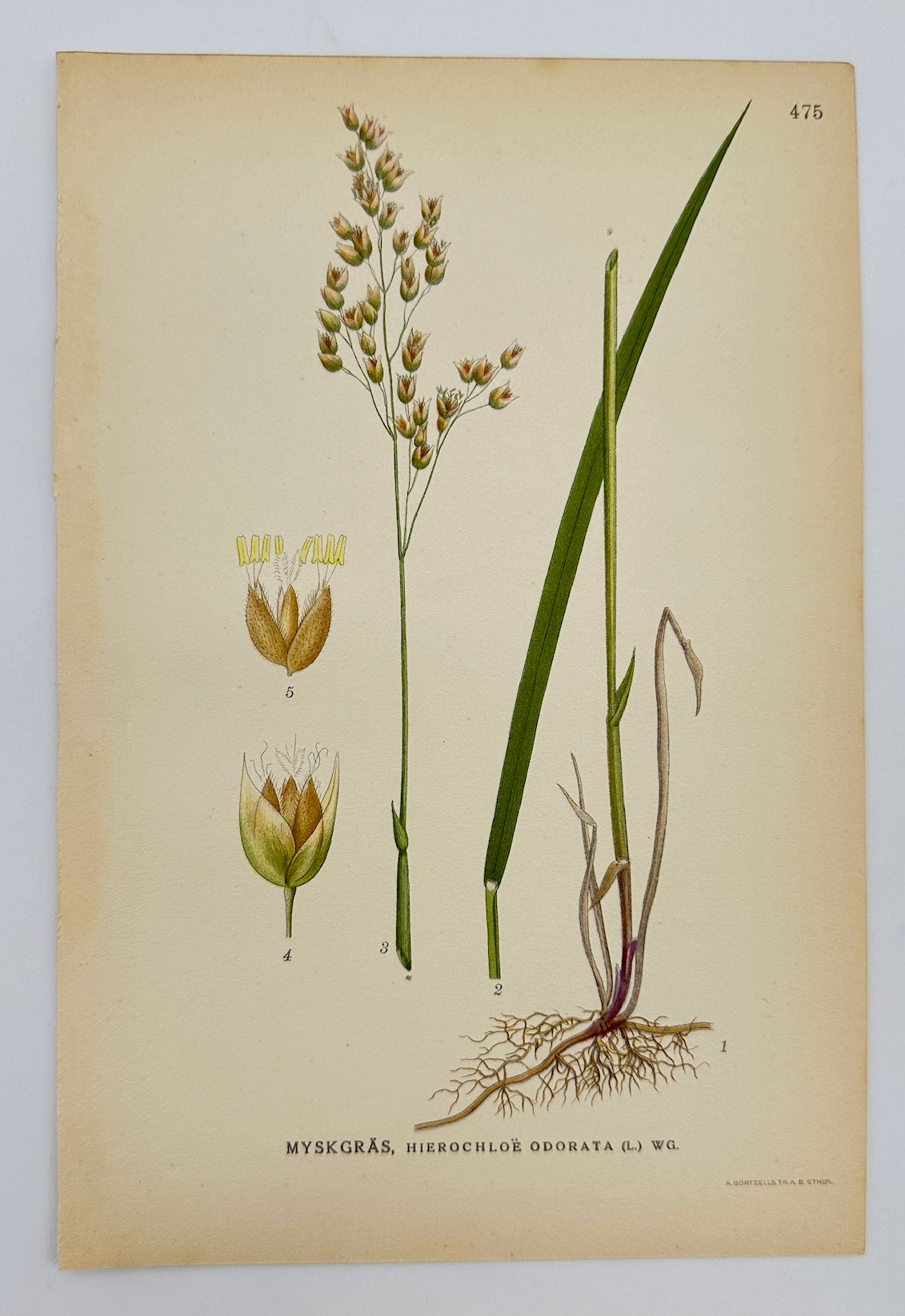 Antique Botanical Print - Carl Lindman - Vanilla Grass - Hierochloë Odorata - F4