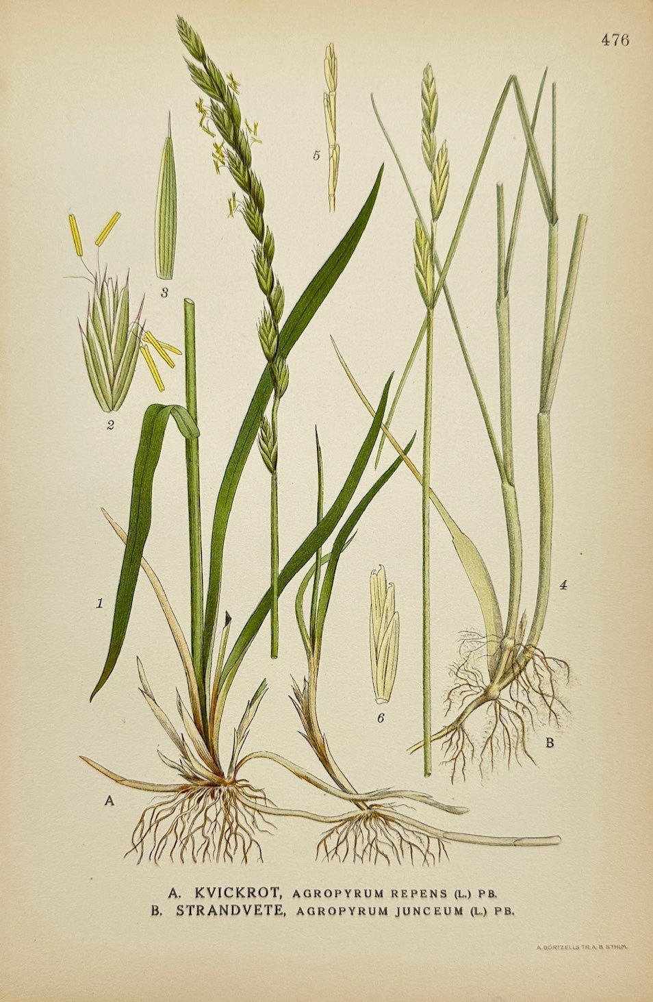 Antique Botanical Print - Carl Lindman - Quackgrass and Sea Couch Grass - F4