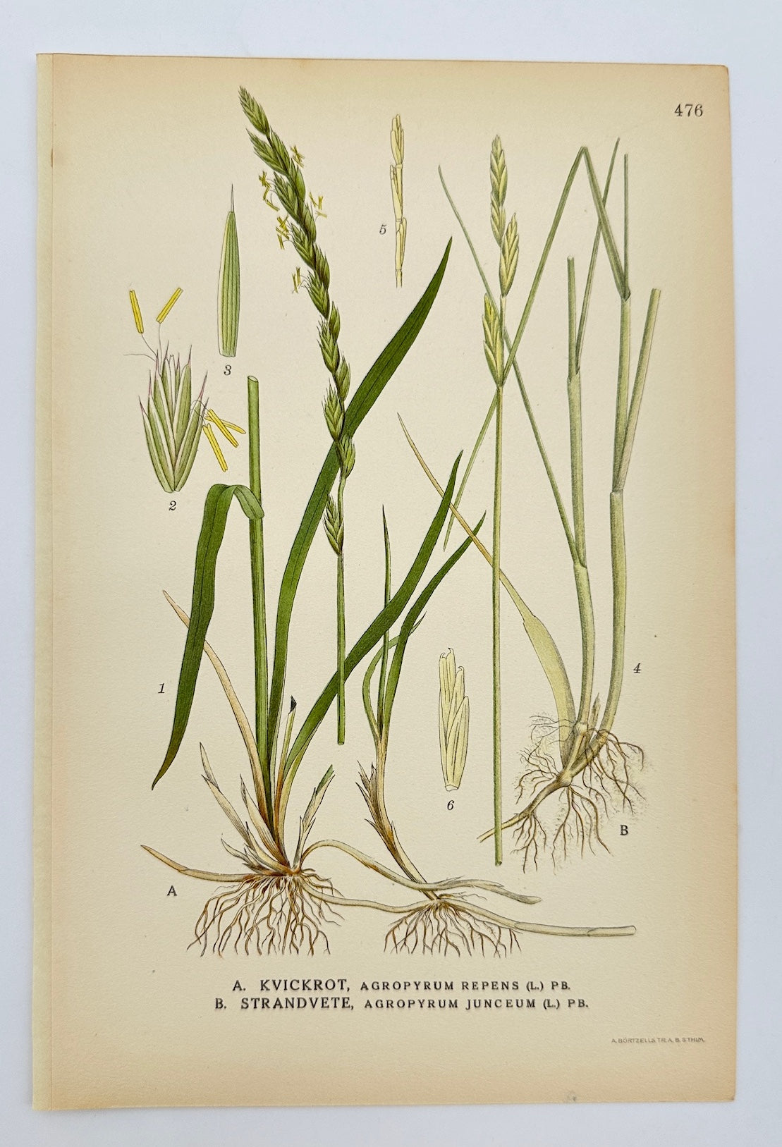 Antique Botanical Print - Carl Lindman - Quackgrass and Sea Couch Grass - F4