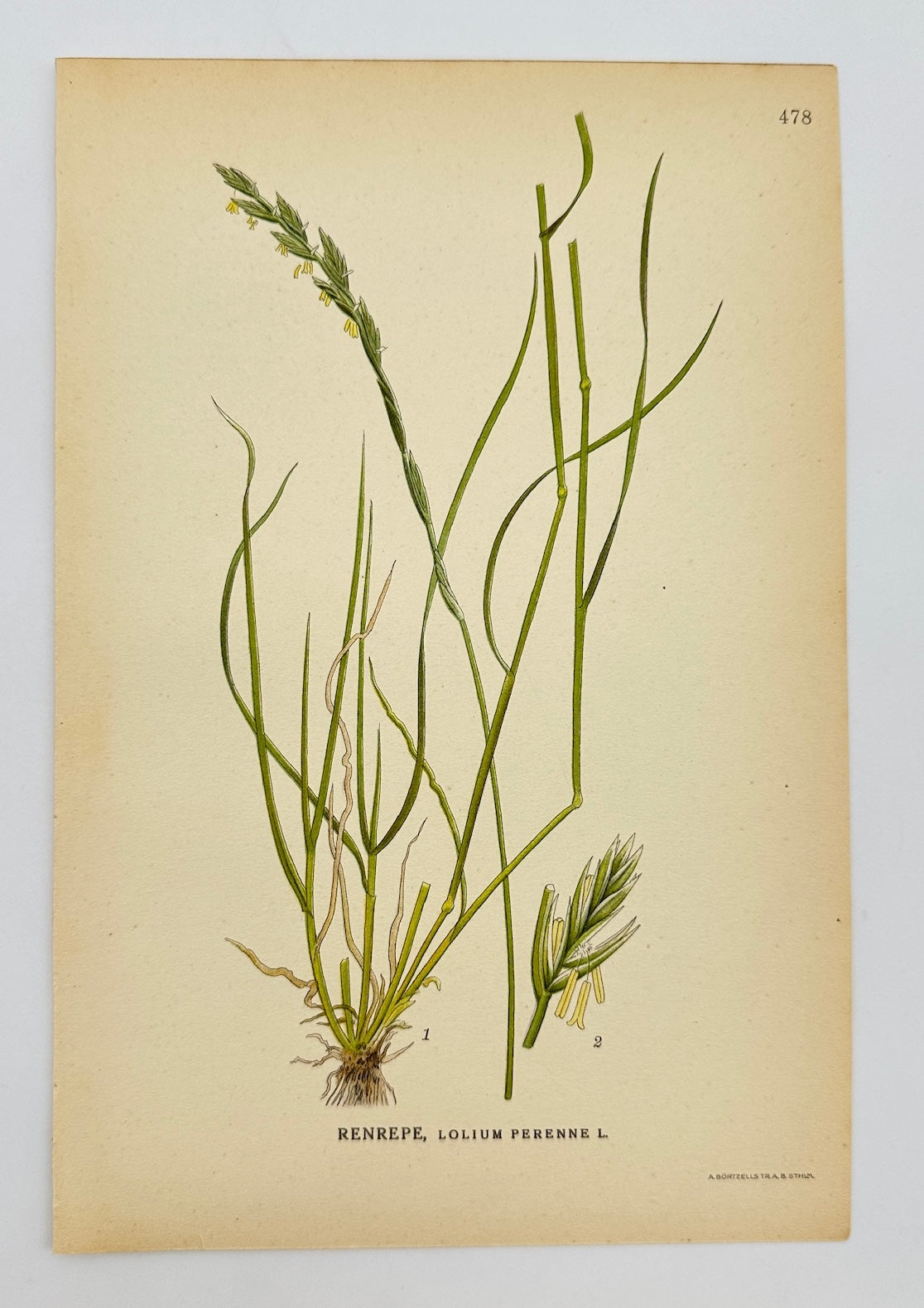 Antique Print - Carl Lindman - Perennial Ryegrass - Lolium Perenne - F4