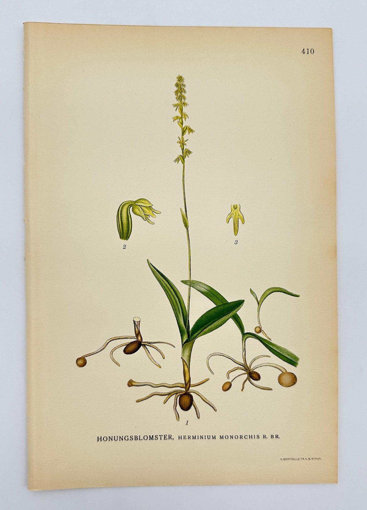 Antique Botanical Print - Carl Lindman - Bee Orchid - Herminium Monorchis - F4