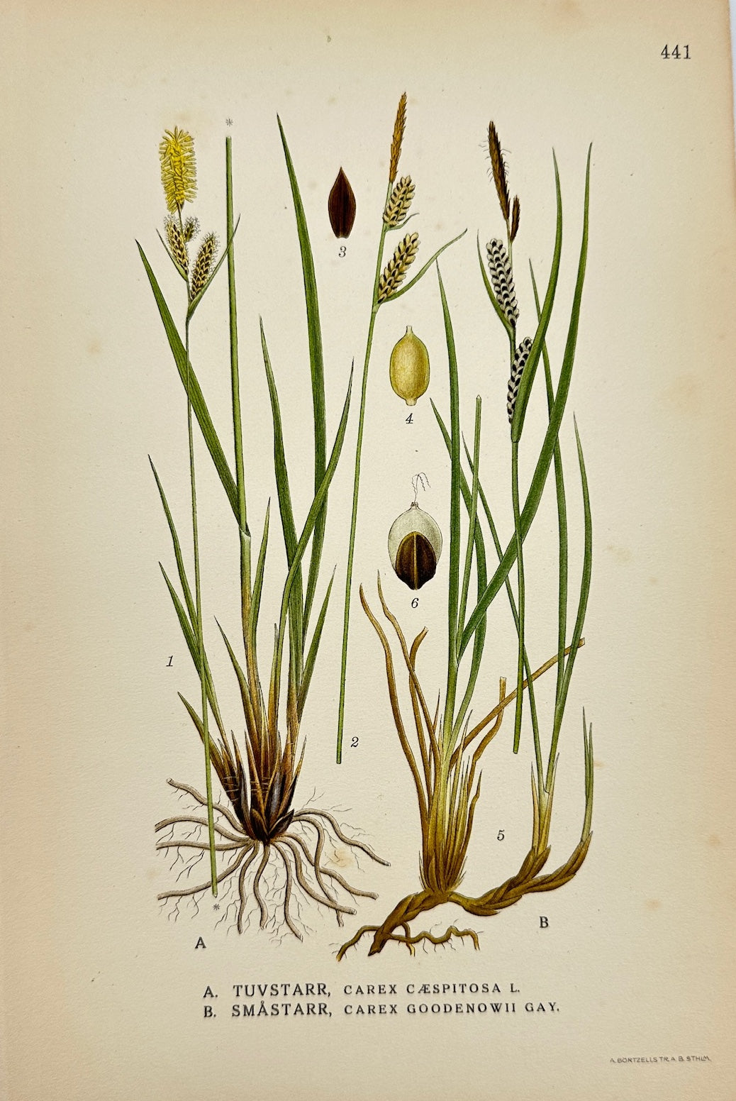 Antique Print - Carl Lindman - Goodenough's Sedge and Tufted Sedge - F4